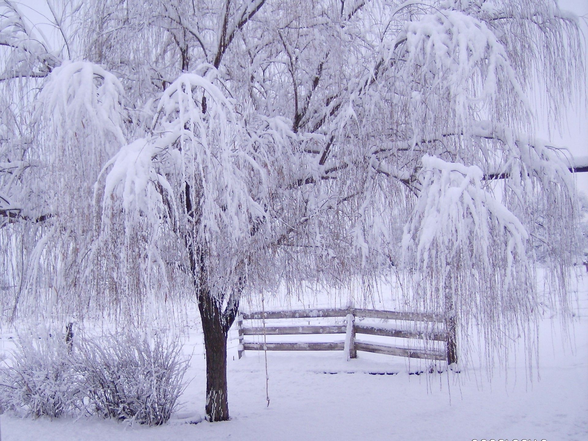 hiver neige gel froid congelé bois saison glace météo bois paysage neige-blanc givré neigeux glacial tempête de neige scénique scène branche