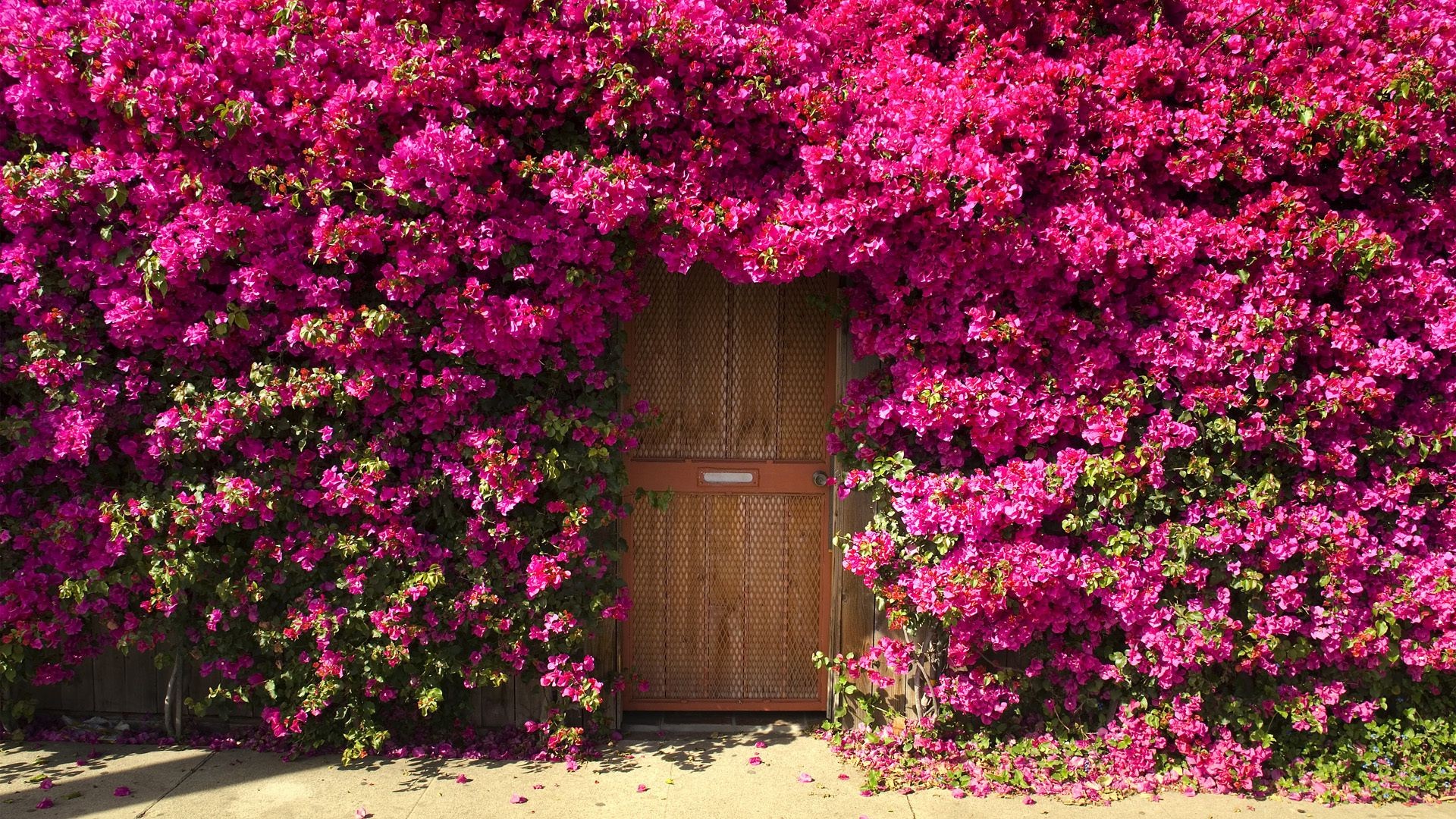 fleurs fleur jardin cour à l extérieur arbuste maison flore géranium architecture