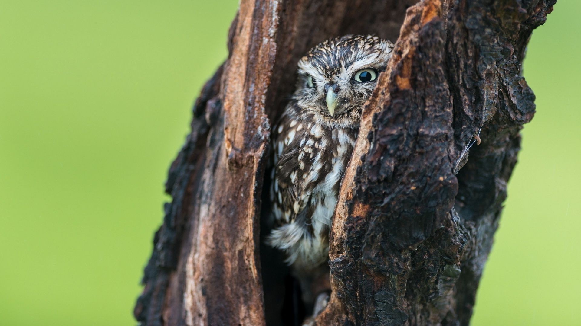 animals wildlife bird nature owl outdoors portrait animal tree eye