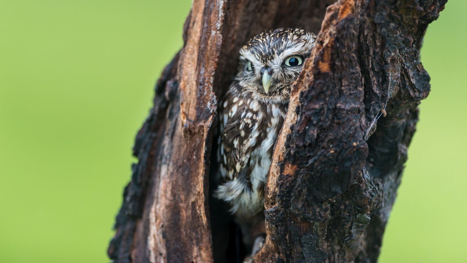 animales vida silvestre pájaro naturaleza búho al aire libre retrato animal árbol ojo