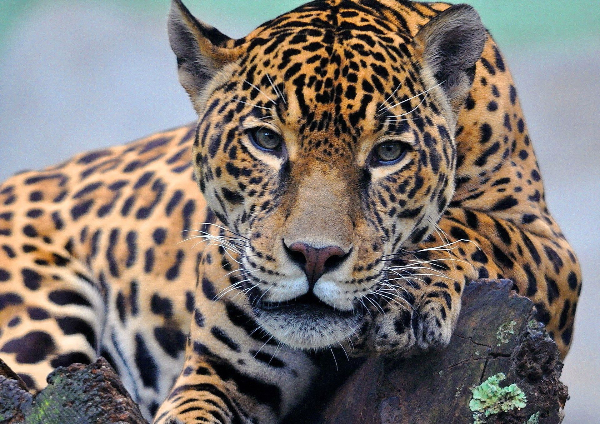 animais gato vida selvagem leopardo mamífero jardim zoológico predador animal safari selva tigre comedor de carne caçador pele selvagem grande caça