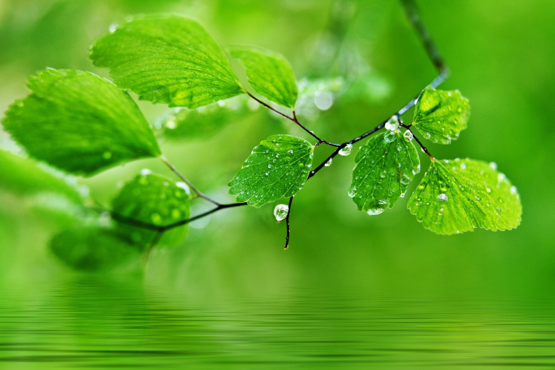 feuilles feuille flore pluie jardin luxuriante nature chute rosée croissance fraîcheur environnement environnement écologie gouttes propreté humide été gros plan herbes