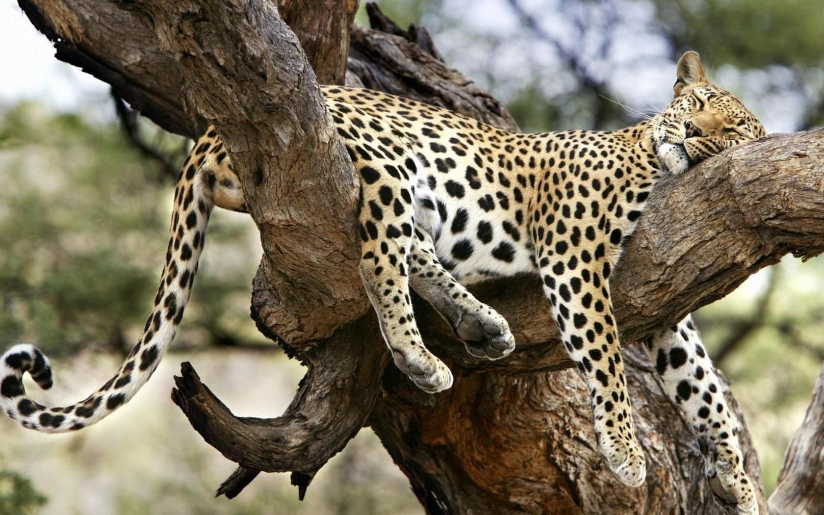 leopards wildlife mammal nature wild animal safari cat predator zoo outdoors