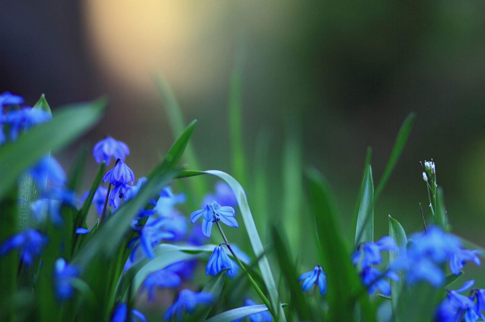 çiçekler doğa çiçek yaprak flora bulanıklık büyüme paskalya çimen bahçe açık havada yaz sezon parlak güzel hava lambalar çiçek bahar park taçyaprağı