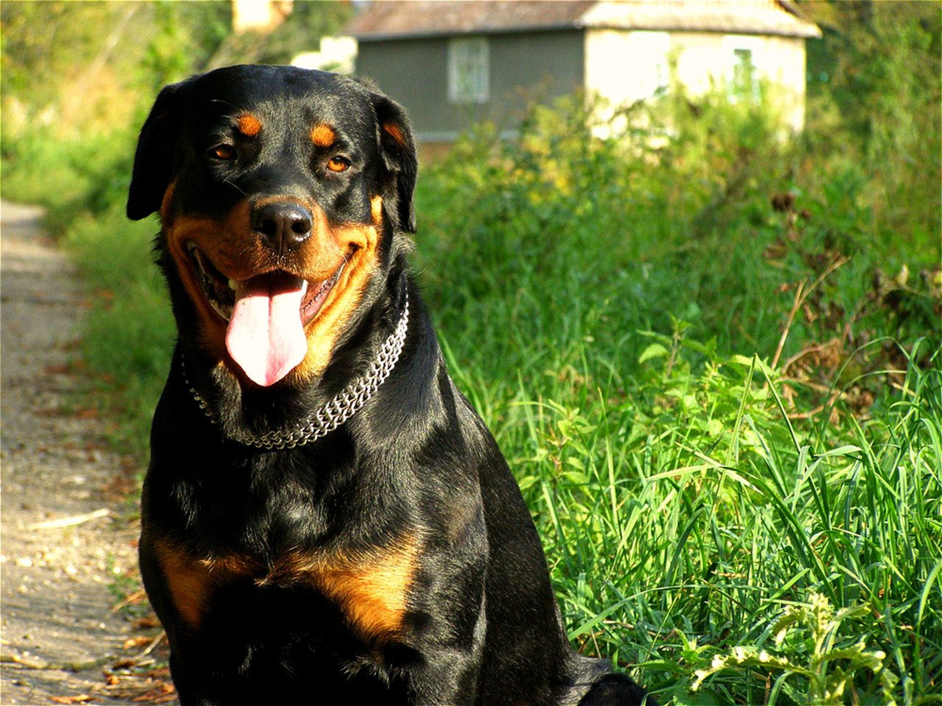 dogs dog pet mammal cute animal portrait canine domestic looking grass puppy rottweiler sit young