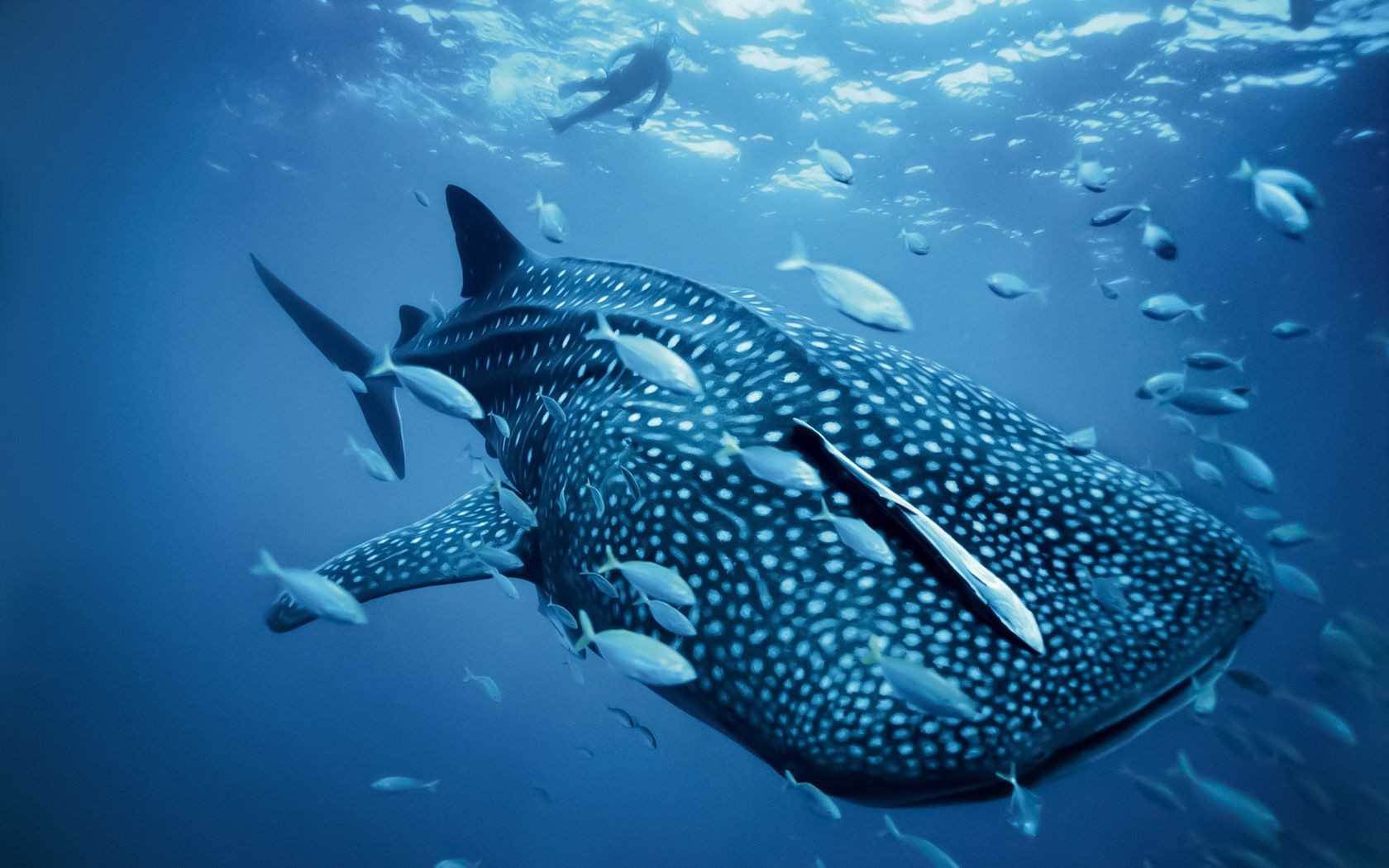 animaux sous-marin poissons natation eau requin plongée sous-marin corail océan tropical récif mer snorkeling la faune