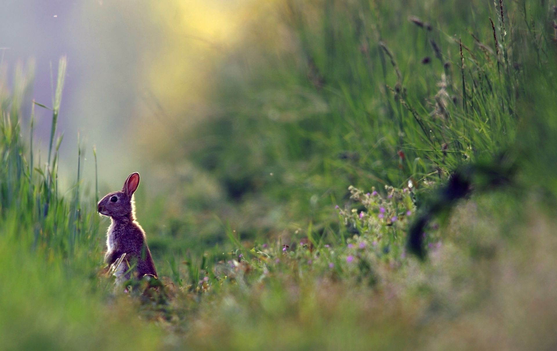 tiere im freien gras natur tierwelt tier säugetier wenig feld heuhaufen blume nagetier