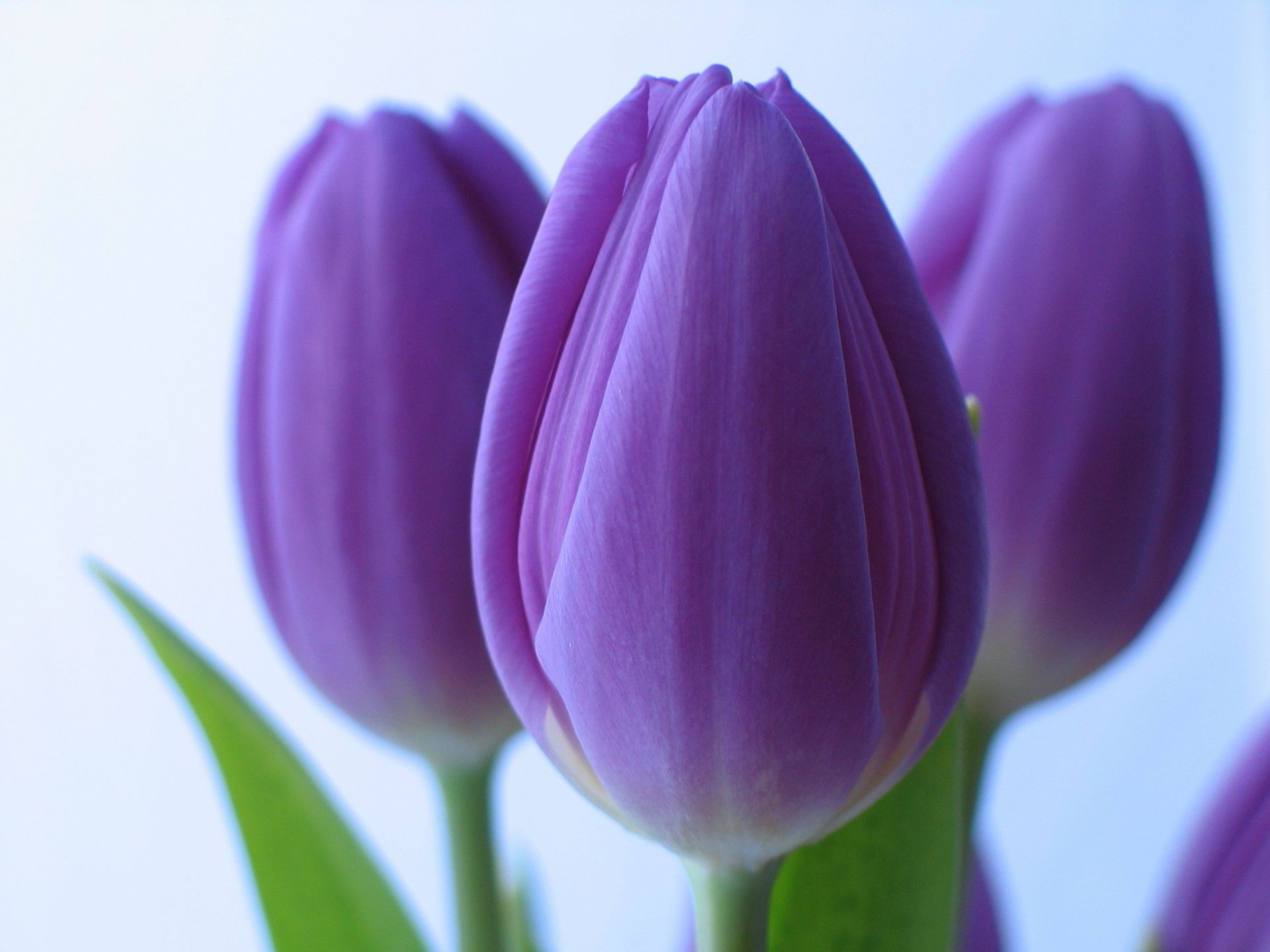 tulipany natura kwiat wielkanoc tulipan liść flora lato jasny wzrost ogród kwiatowy romans kolor sezon miłość