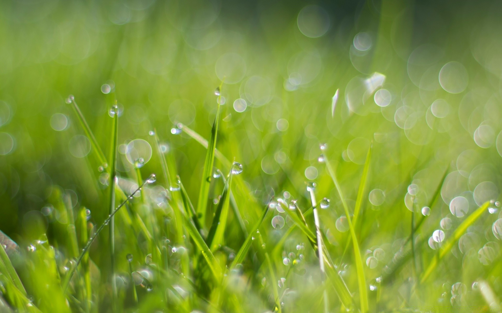 droplets and water dew grass lawn rain drop hayfield lush flora garden dawn leaf droplet growth nature summer freshness environment sun field bright