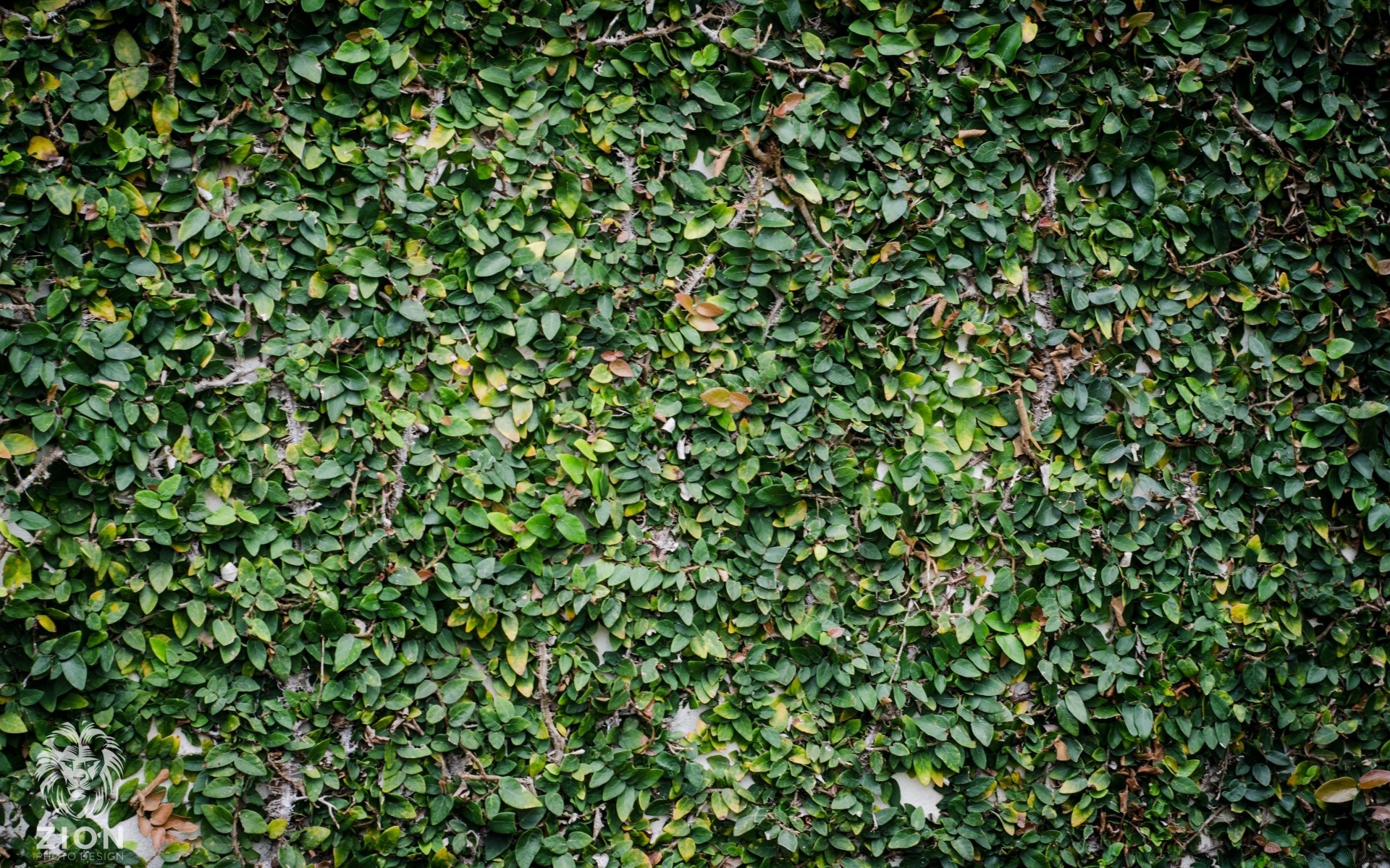 plants texture ivy desktop pattern leaf wall creeper flora old garden growth background rough nature greenery design hedge shrub abstract surface