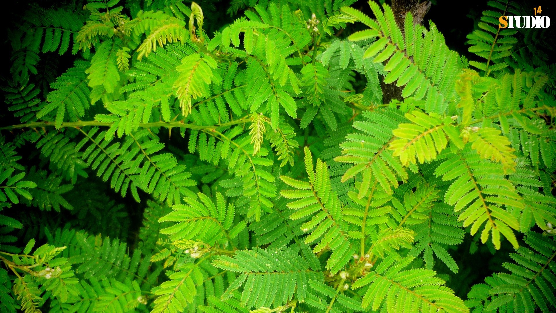 植物 叶 自然 户外 木材 植物群