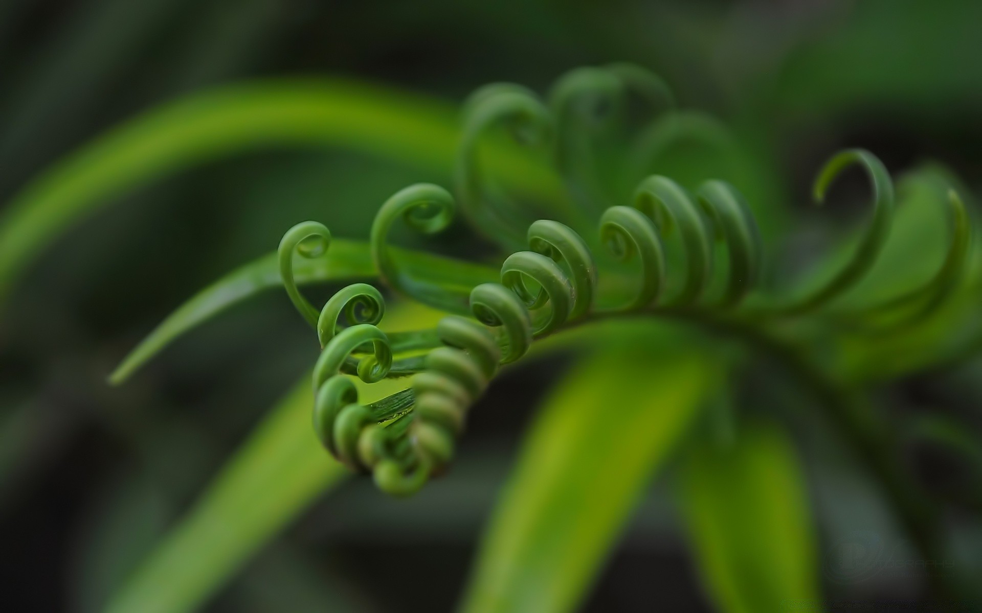 pflanzen flora blatt natur wachstum garten farbe schließen regen desktop in der nähe blume sommer botanisch schale blumen