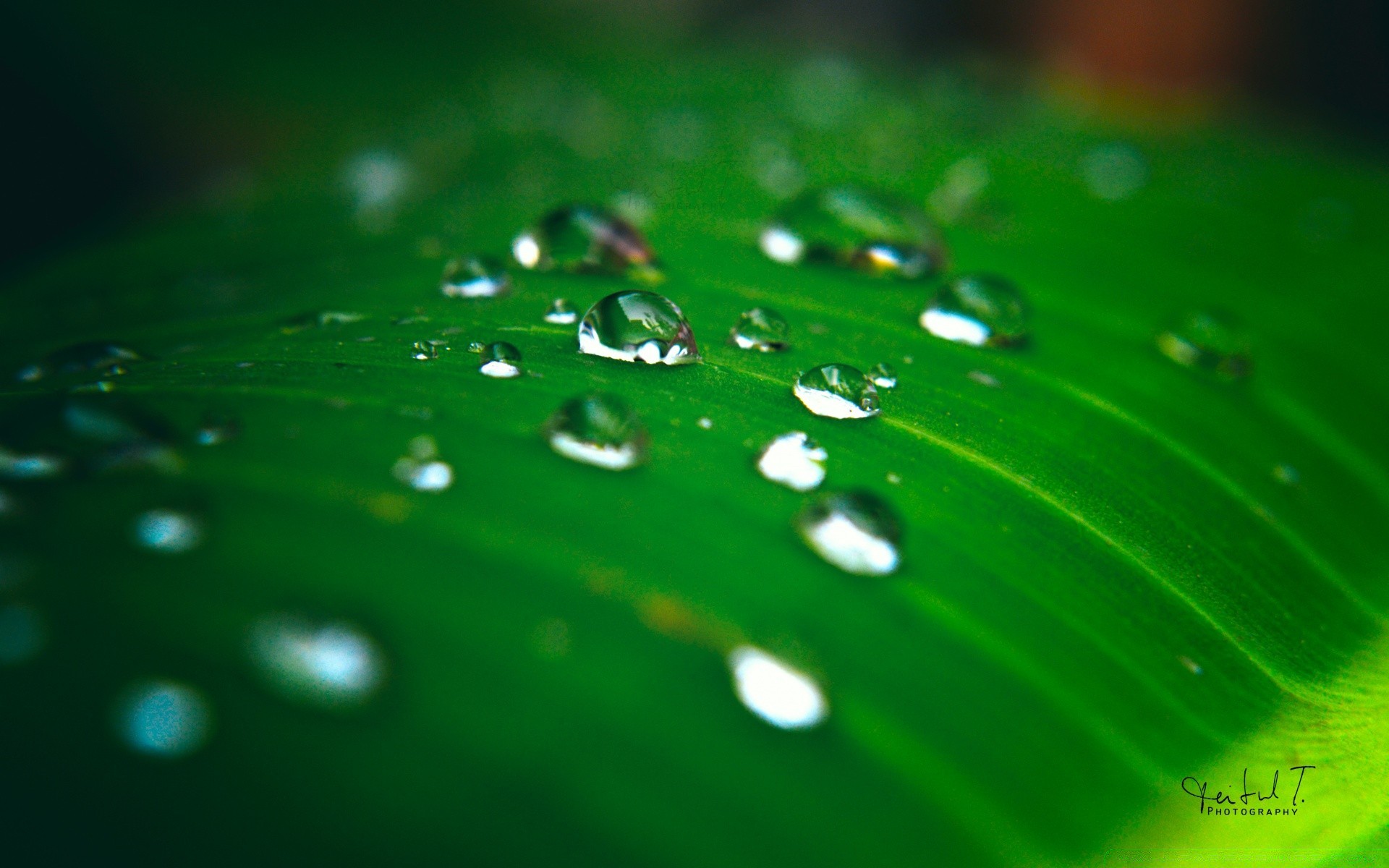 gotas y agua rocío lluvia mojado gota gotas agua gotas hoja limpio brilla limpio líquido frescura splash crecimiento rocío brillante naturaleza