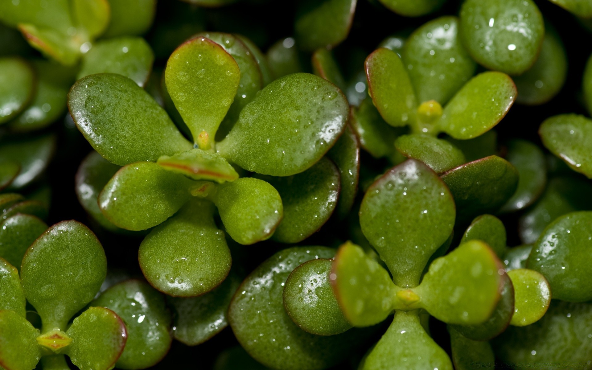 plantas alimentos naturaleza salud crecer flora hoja fruta primer plano vegetal saludable crecimiento