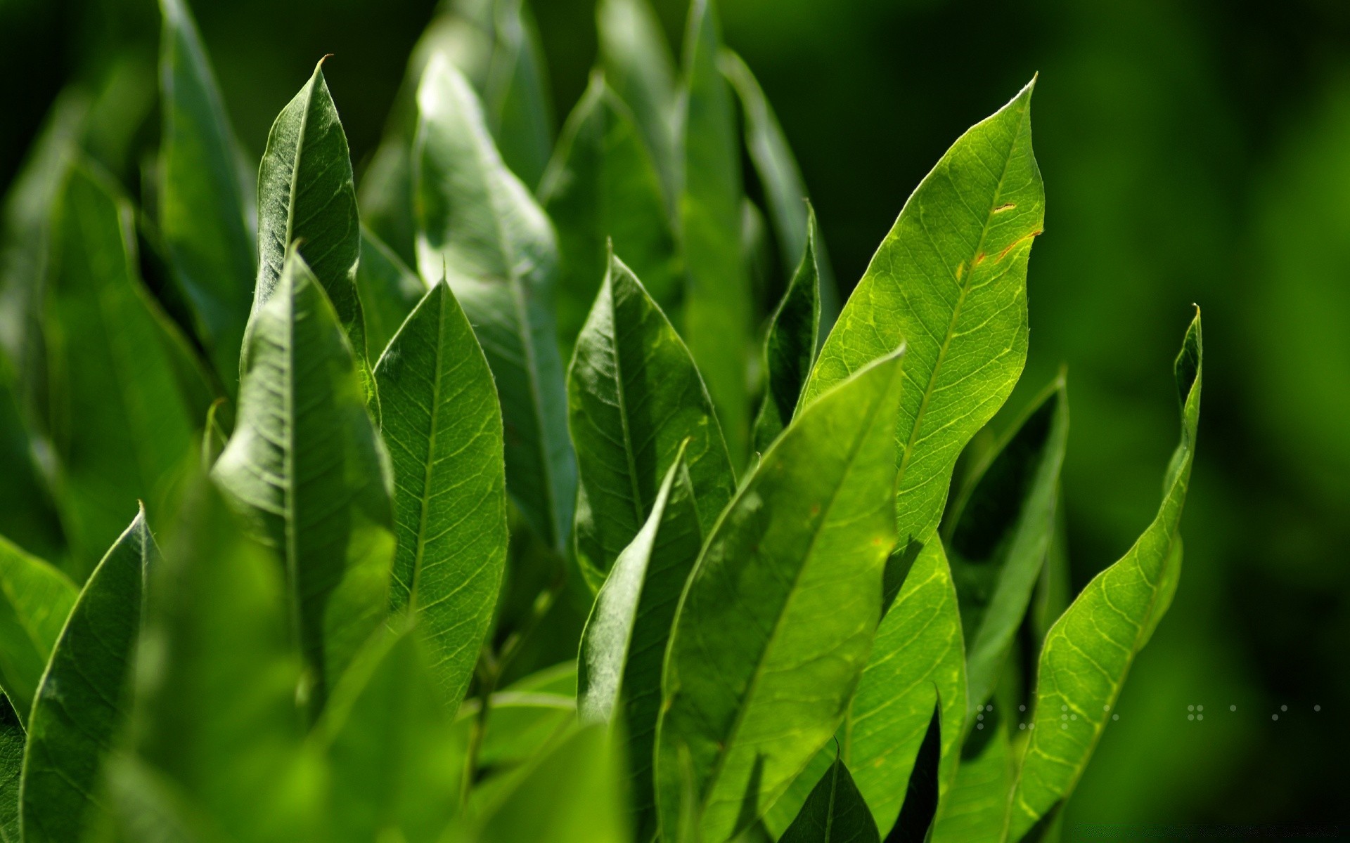 plantas hoja flora crecimiento naturaleza dof exuberante salud lluvia