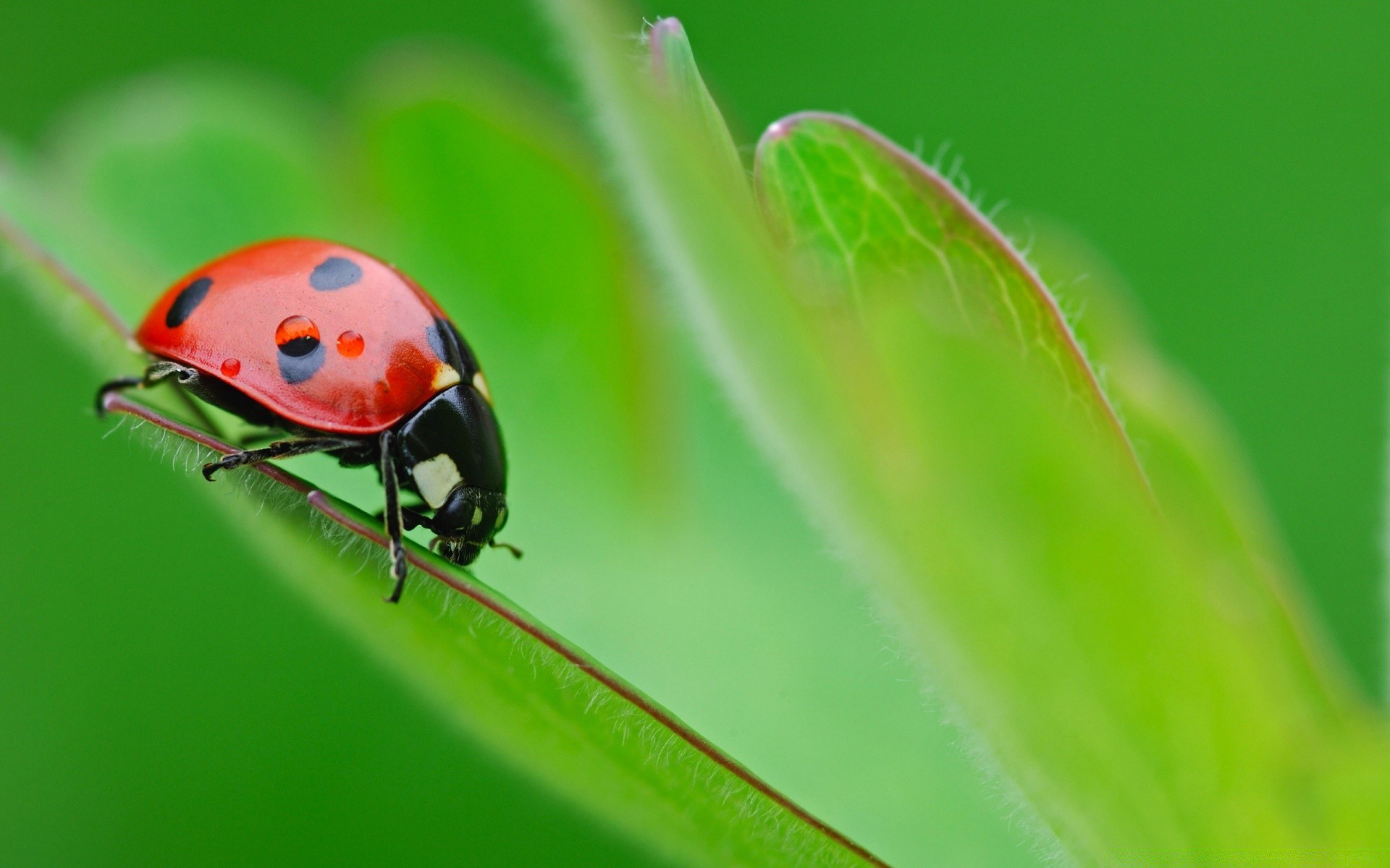 piante coccinella insetto scarabeo natura foglia biologia piccolo piccolo flora giardino erba estate zoologia primo piano ambiente colore volare fauna selvatica