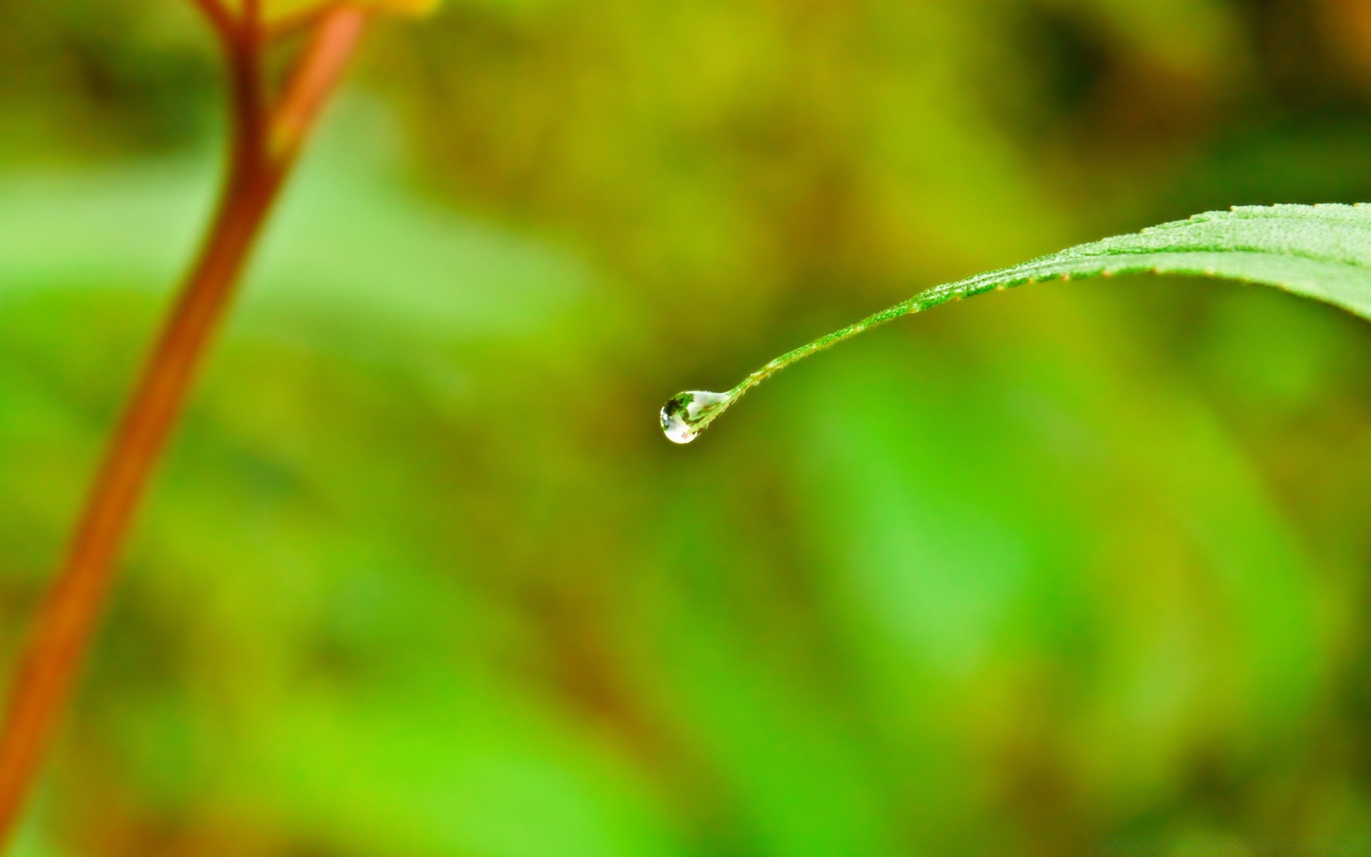 plants leaf nature dew rain flora drop garden growth grass environment ecology summer droplet wet purity raindrop environmental outdoors blur