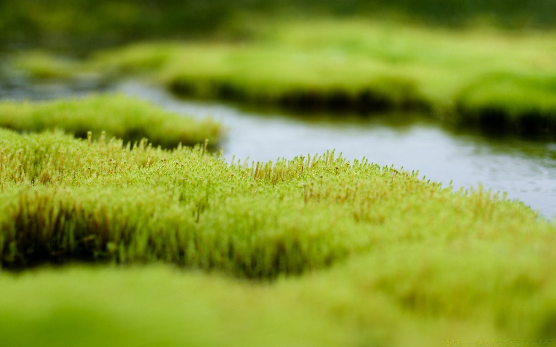 plantas grama natureza campo flora verão cor área de trabalho ao ar livre crescimento close-up feno bela jardim frescura brilhante ambiente gramado folha exuberante