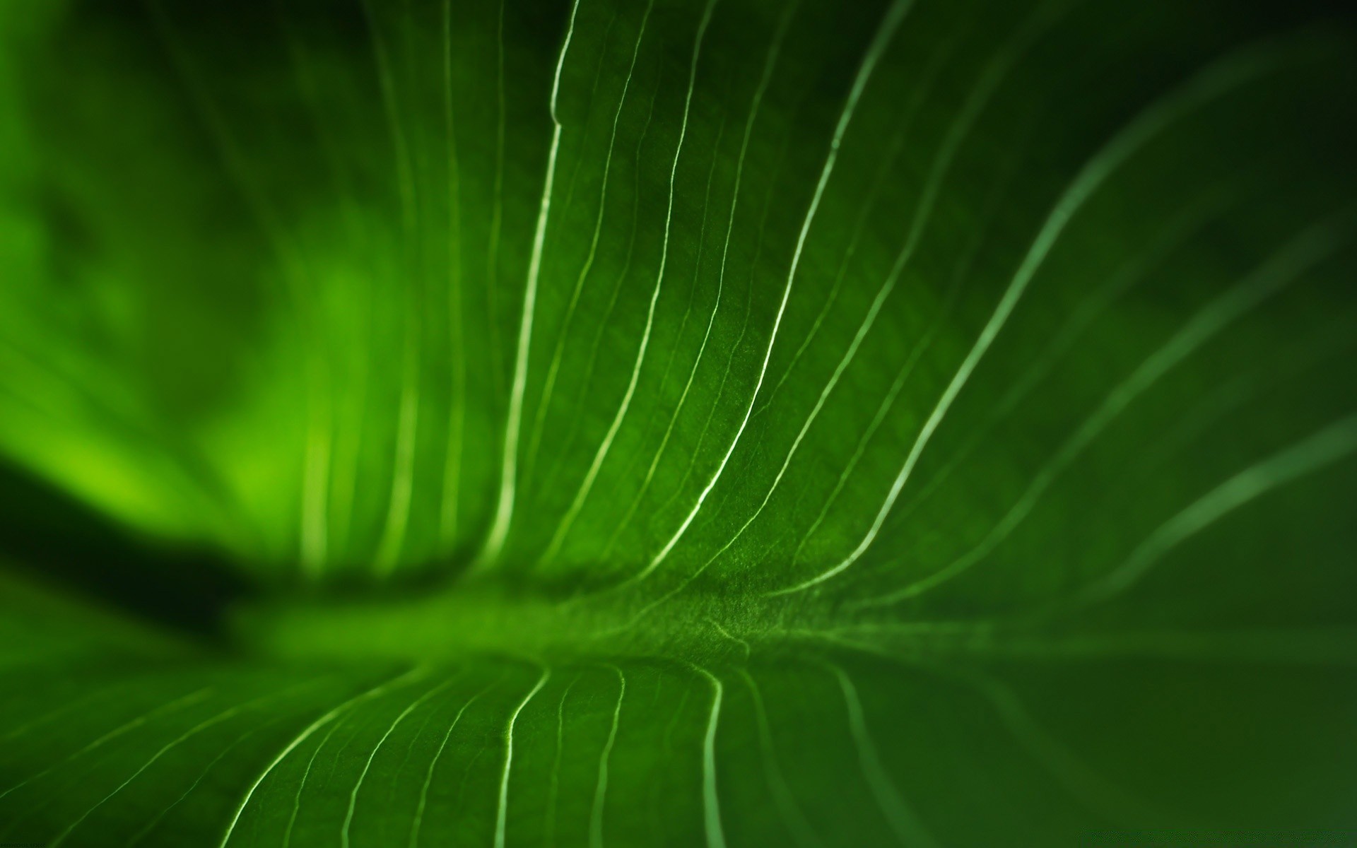 plantas hoja flora naturaleza jardín escritorio crecimiento color rocío textura gota frescura resumen brillante venas