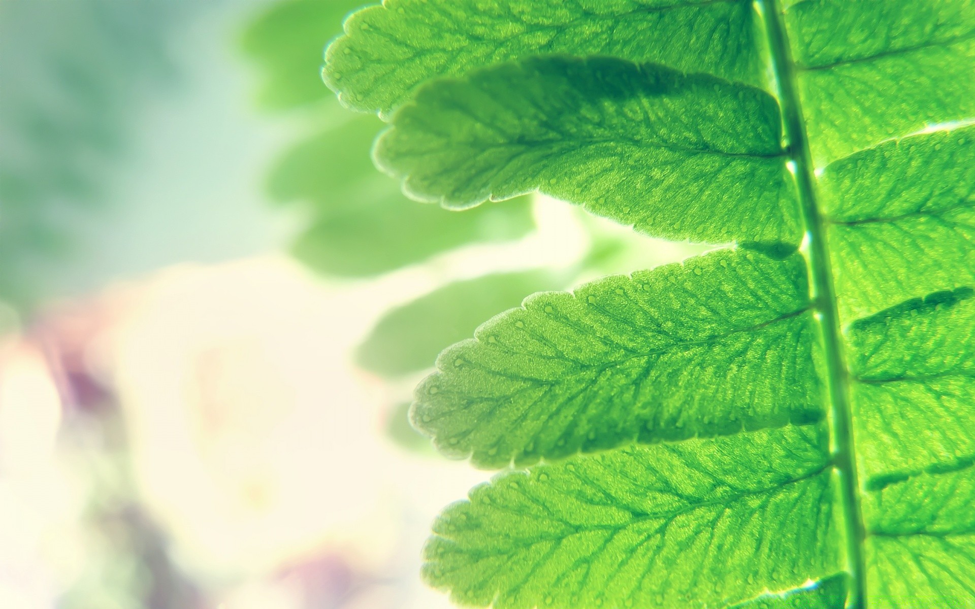 plantes feuille croissance flore nature flou été luxuriant jardin ecologie lumineux beau temps environnement