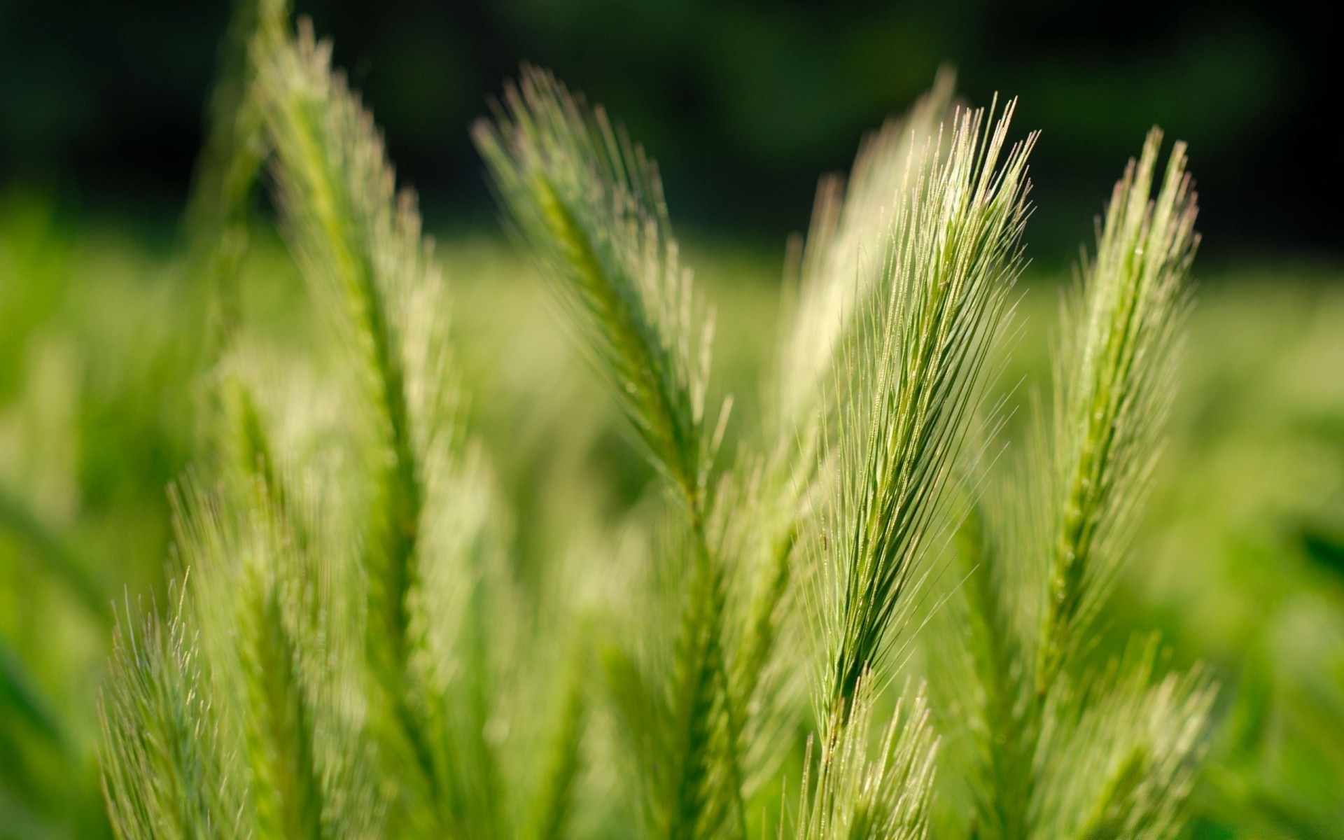 plantes nature blé céréales croissance pâturage rural été agriculture champ herbe graines flore à l extérieur pain ferme feuille soleil maïs récolte