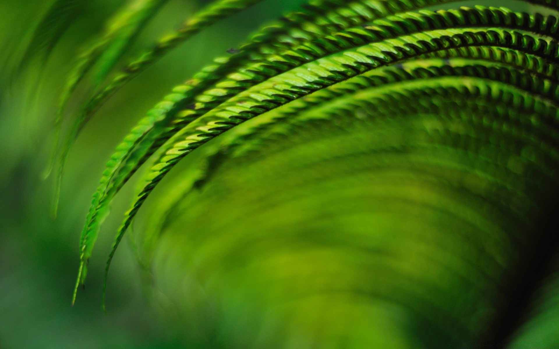 plants abstract leaf blur texture flora color light desktop bright drop art rain pattern garden vibrant growth lush line