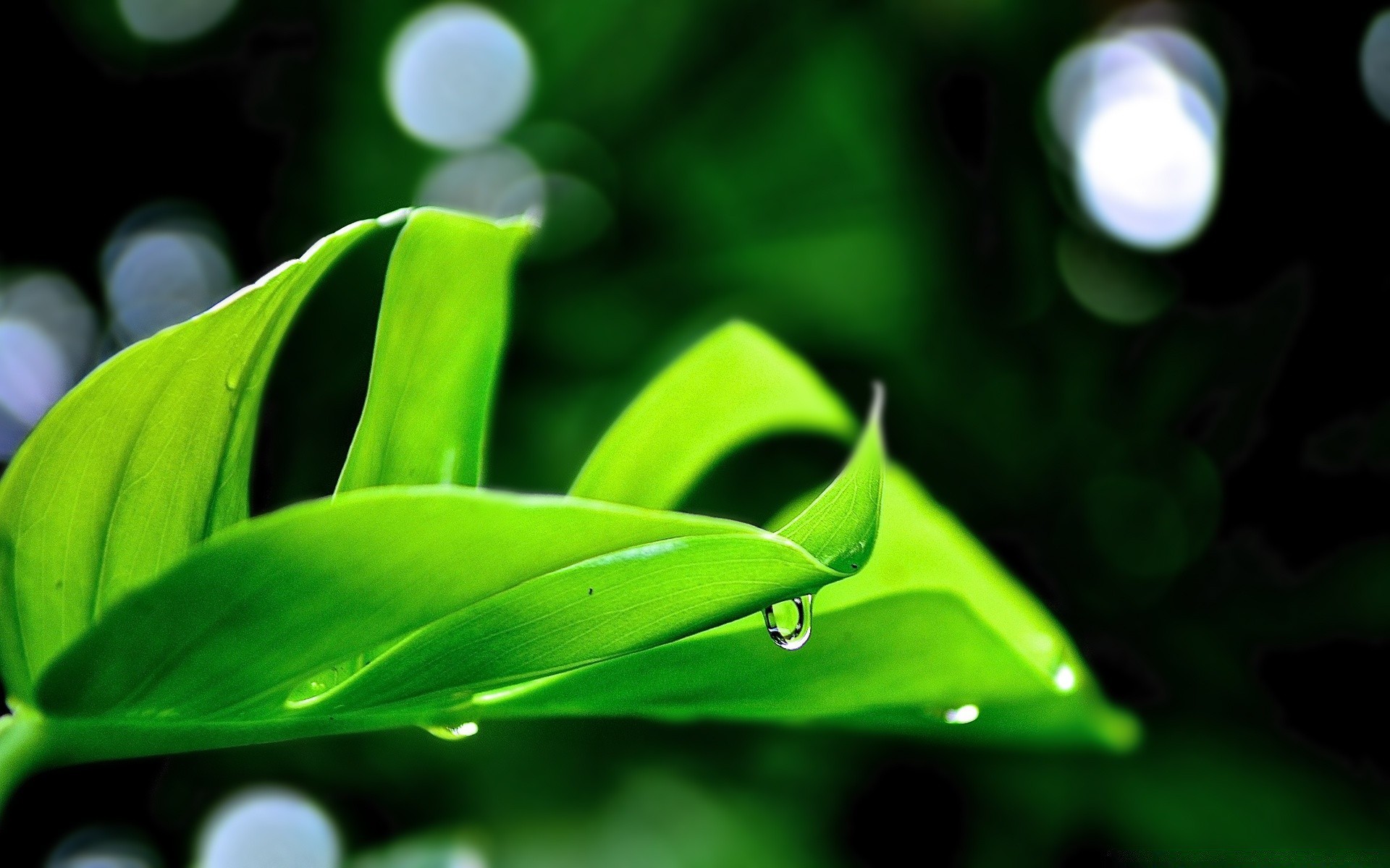 plantes feuille flore pluie nature croissance rosée jardin chute environnement lumière