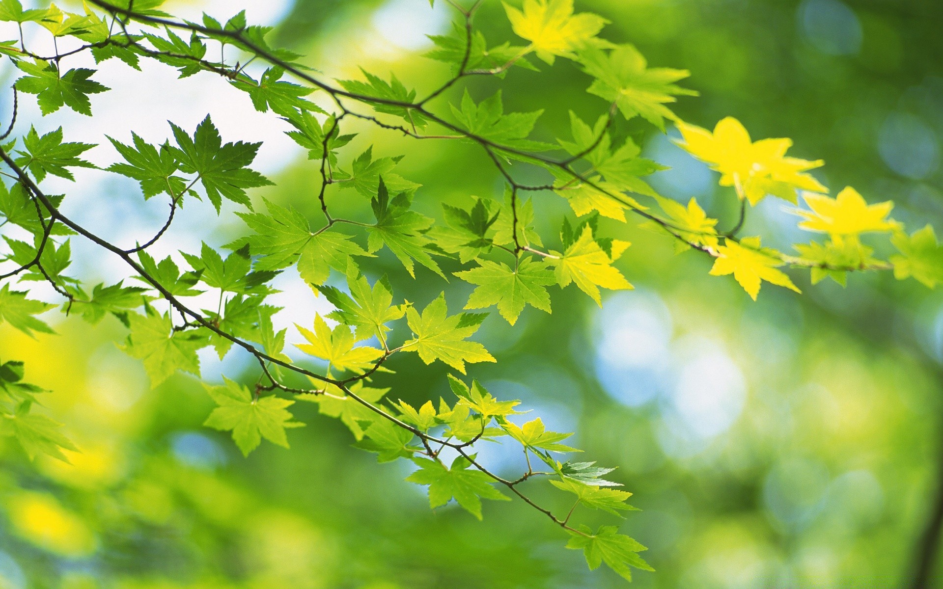 pflanzen blatt natur flora wachstum baum saison hell sommer filiale medium üppig garten gutes wetter im freien park holz sonne farbe sonnig