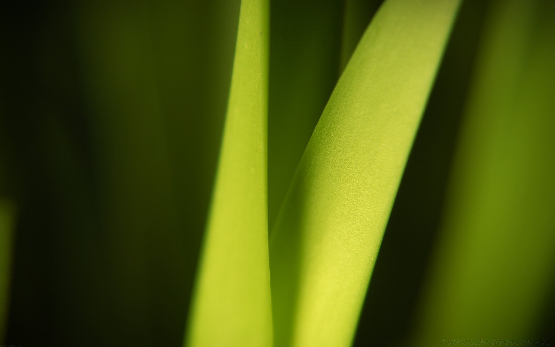 pflanzen blatt wachstum regen flora tau abstrakt natur tropfen unschärfe