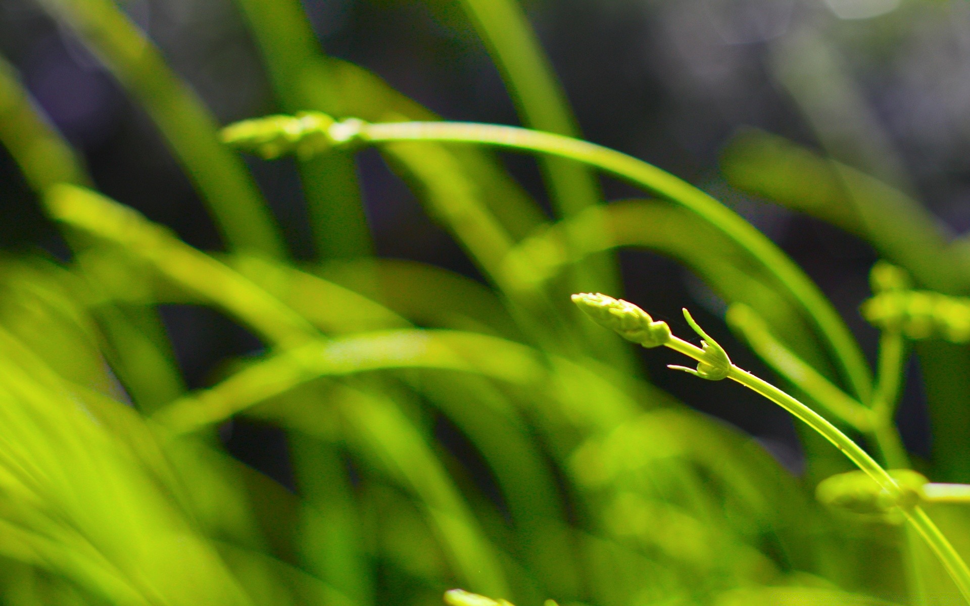 plants flora garden leaf growth nature grass environment color lush freshness summer drop blade environmental bright rain husk dew desktop