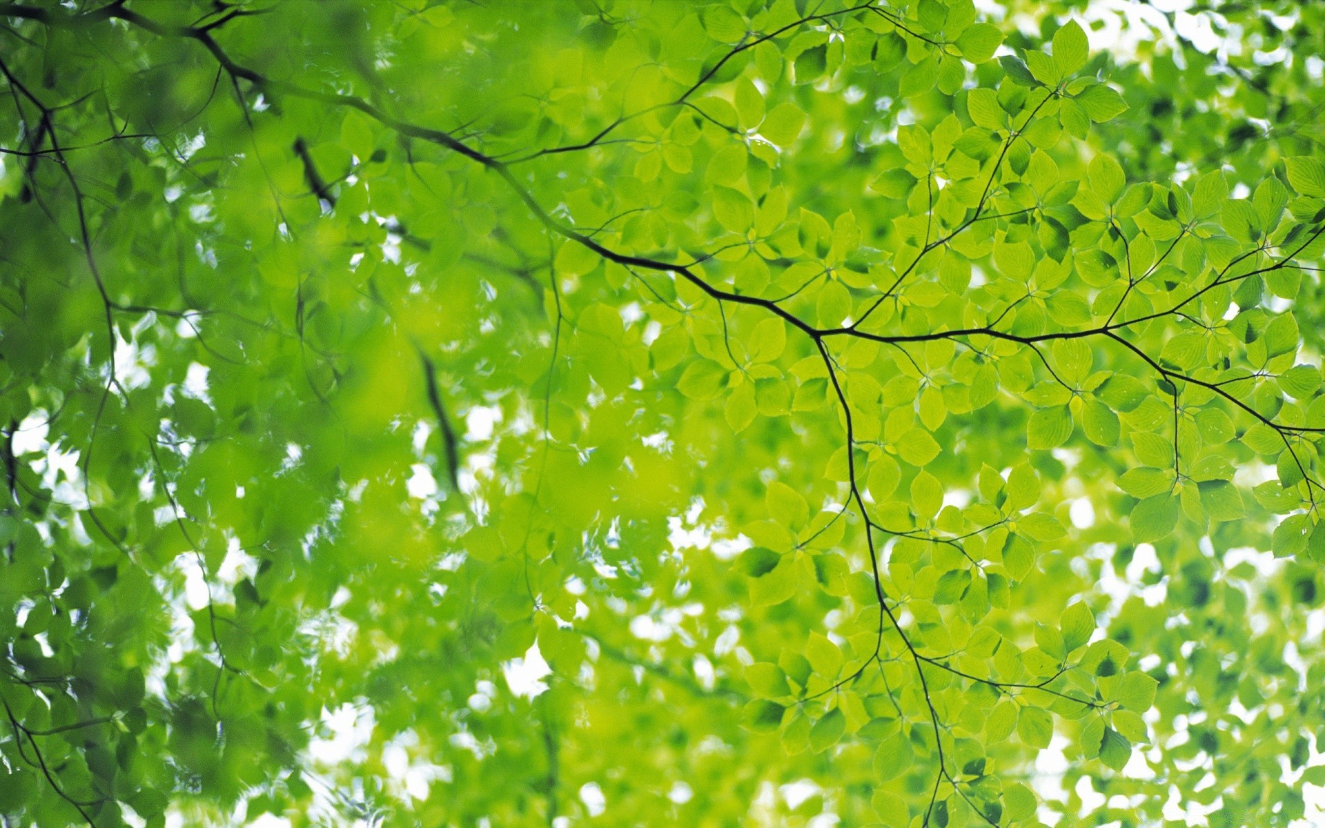 plantes feuille nature environnement flore croissance luxuriante branche été arbre lumineux ecologie beau temps fraîcheur saison soleil jardin bois bureau lumineux