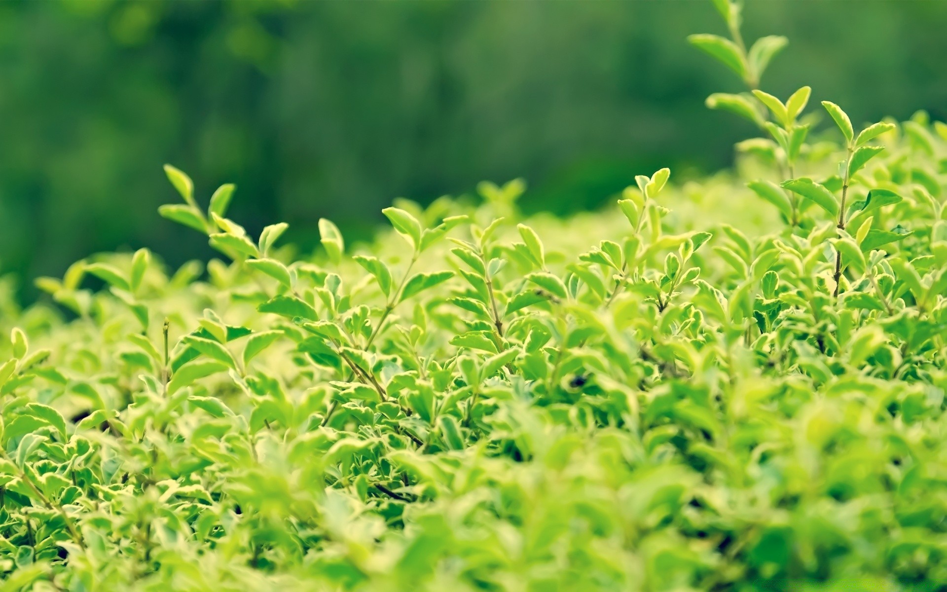 piante foglia flora crescita natura giardino lussureggiante agricoltura estate verdura erbe freschezza erba ambiente cibo suolo azienda agricola germinare campo