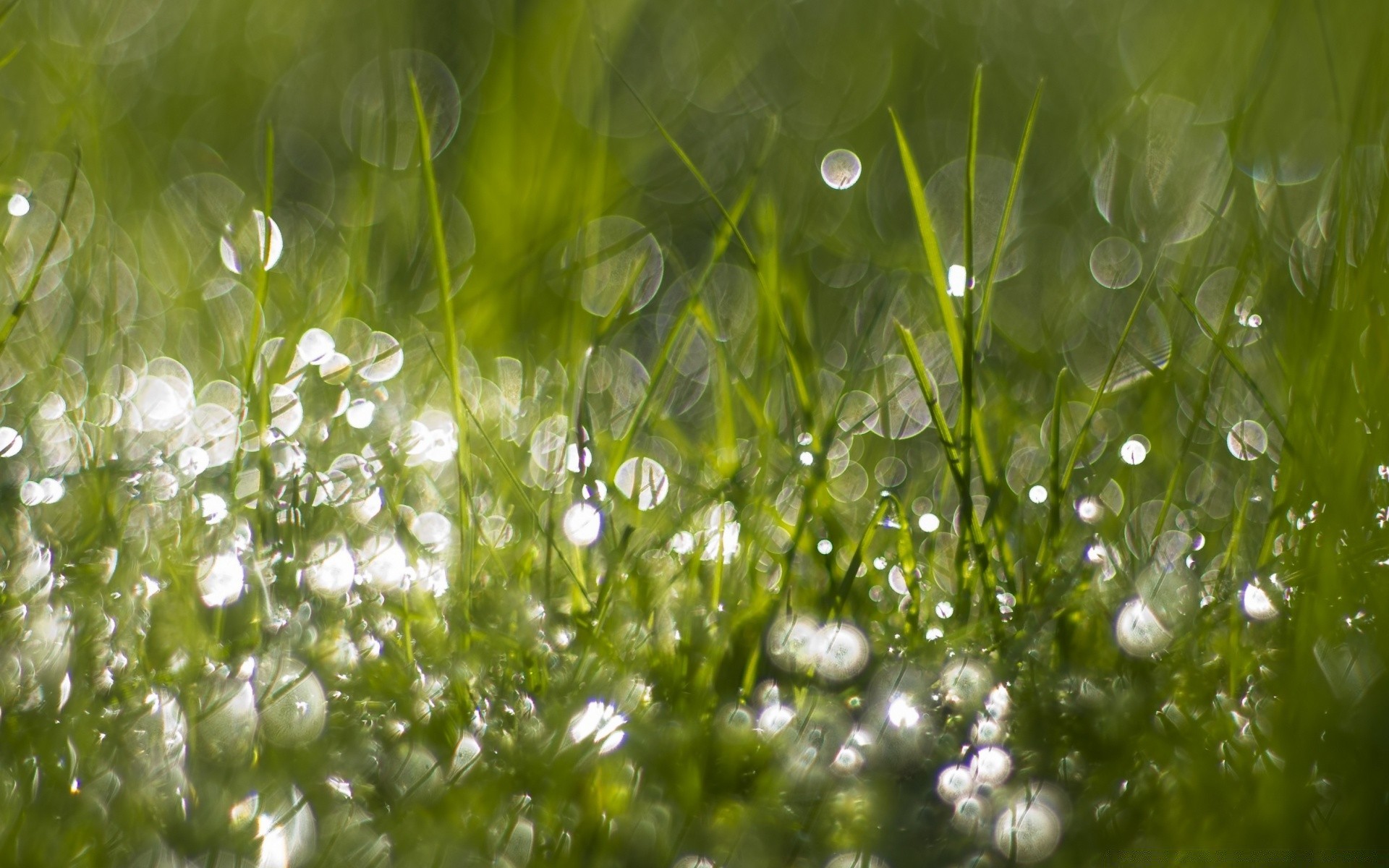 droplets and water dew drop grass flora hayfield rain nature freshness lawn summer garden growth environment fair weather clear purity leaf sun season dawn