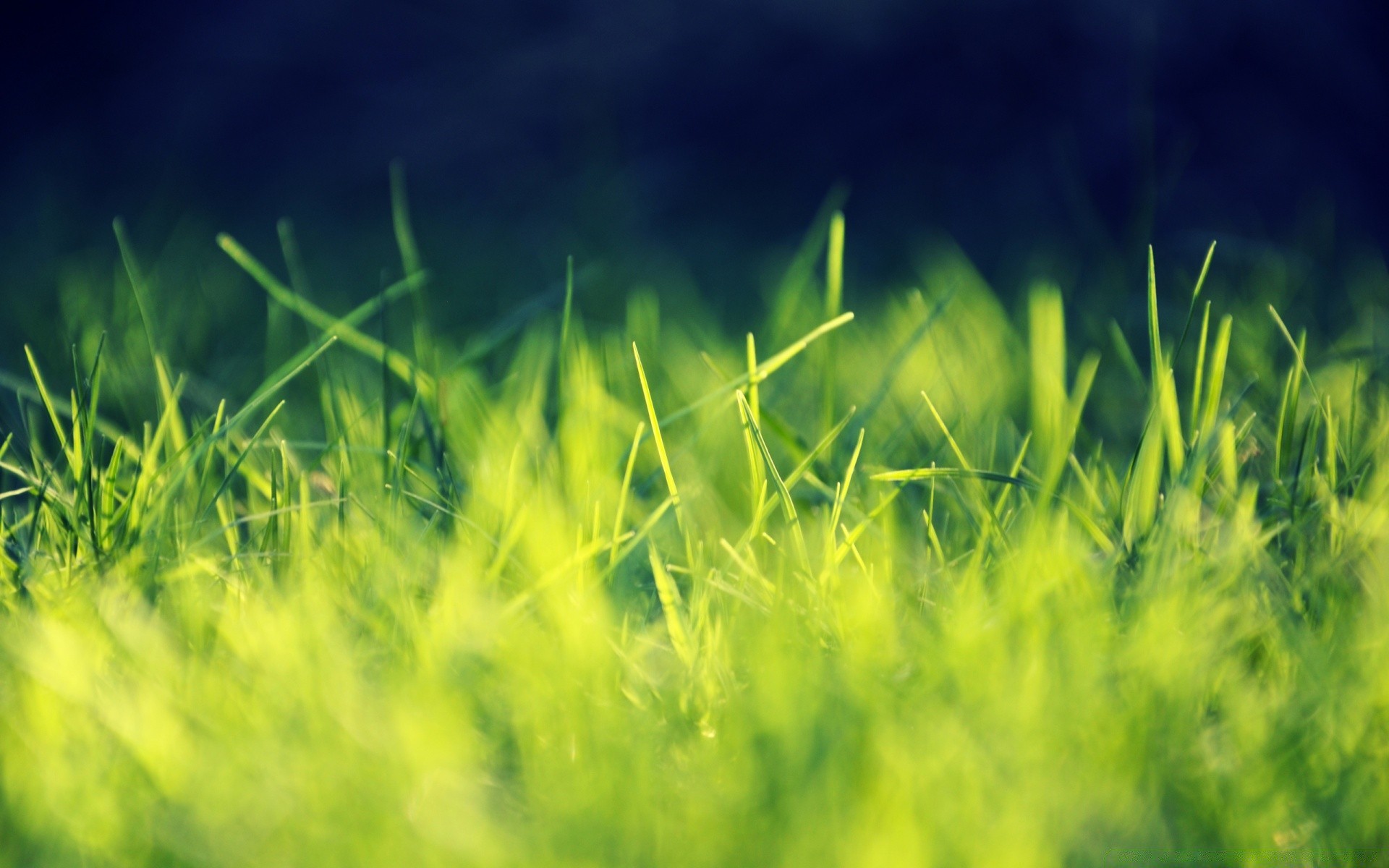 plantes herbe croissance luxuriante été soleil pelouse champ feuille nature foin rural beau temps flore pâturage jardin aube sol ferme en plein air