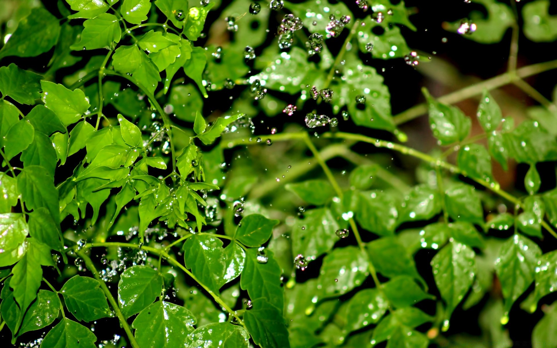 gouttelettes d eau feuille flore pluie chute fraîcheur croissance nature rosée environnement jardin été humide luxuriante gros plan gouttes nourriture propreté