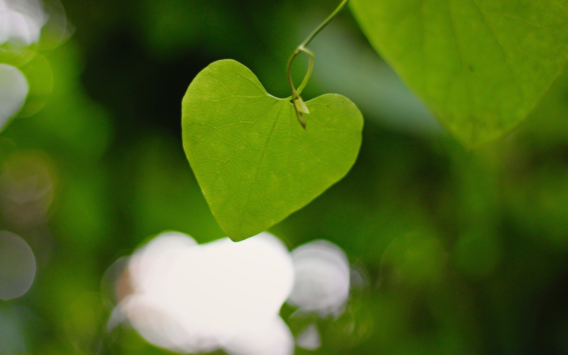 plantes feuille nature flore jardin croissance été gros plan lumineux environnement fraîcheur fleur herbe