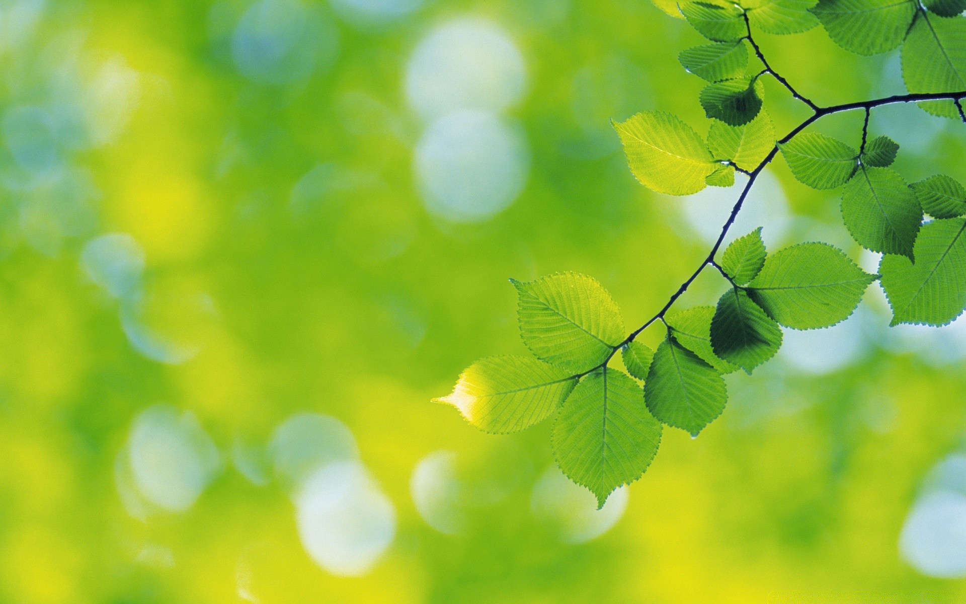 rośliny liść flora rozmycie natura jasny wzrost bujny ostrość kolor ogród pulpit lato drzewo środowisko streszczenie