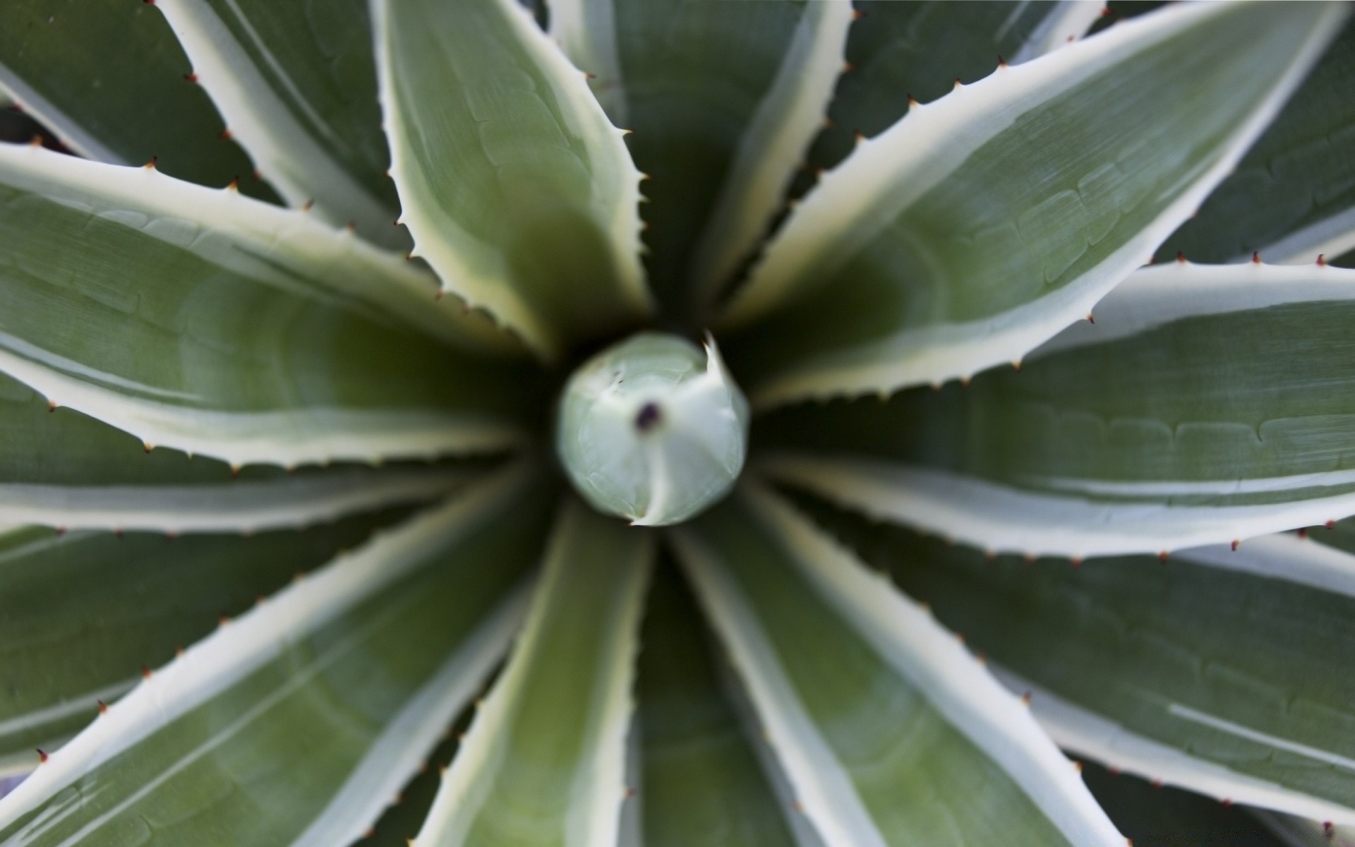 plantas cacto suculenta folha flora agave aloe espinha aguda natureza pico crescimento flor deserto espinhoso carnudo jardim de volta