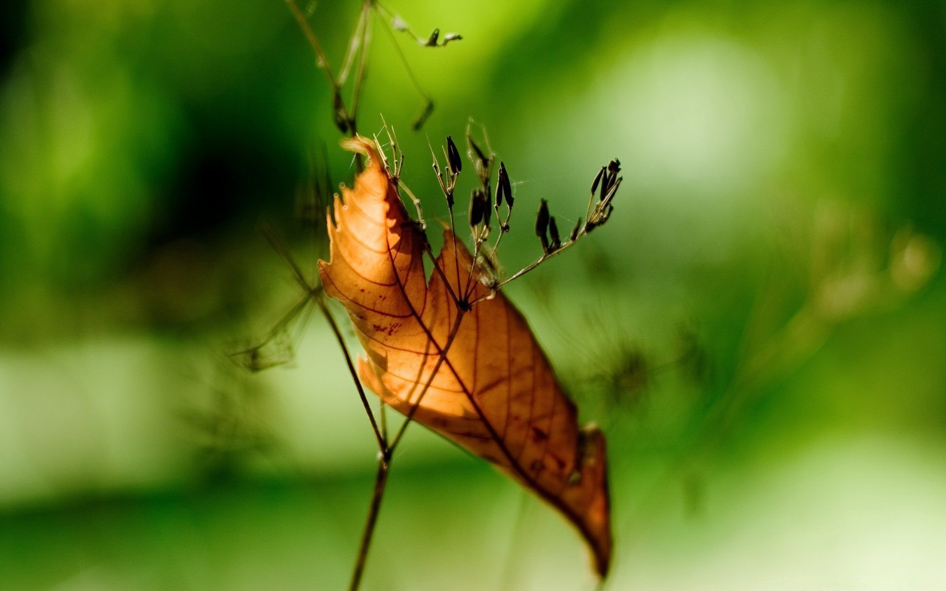 plants nature insect leaf garden outdoors flora close-up color little summer invertebrate biology