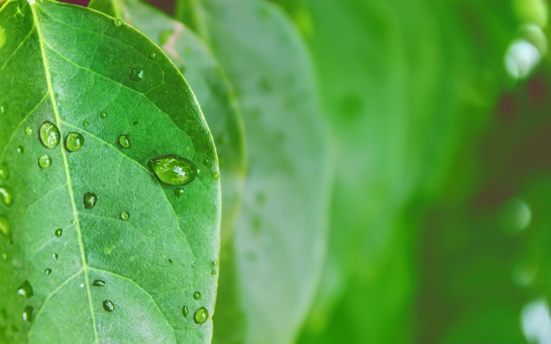 goccioline e acqua foglia pioggia rugiada goccia flora gocce natura crescita bagnato pulizia gocce freschezza ambiente ecologia giardino estate acqua poco primo piano