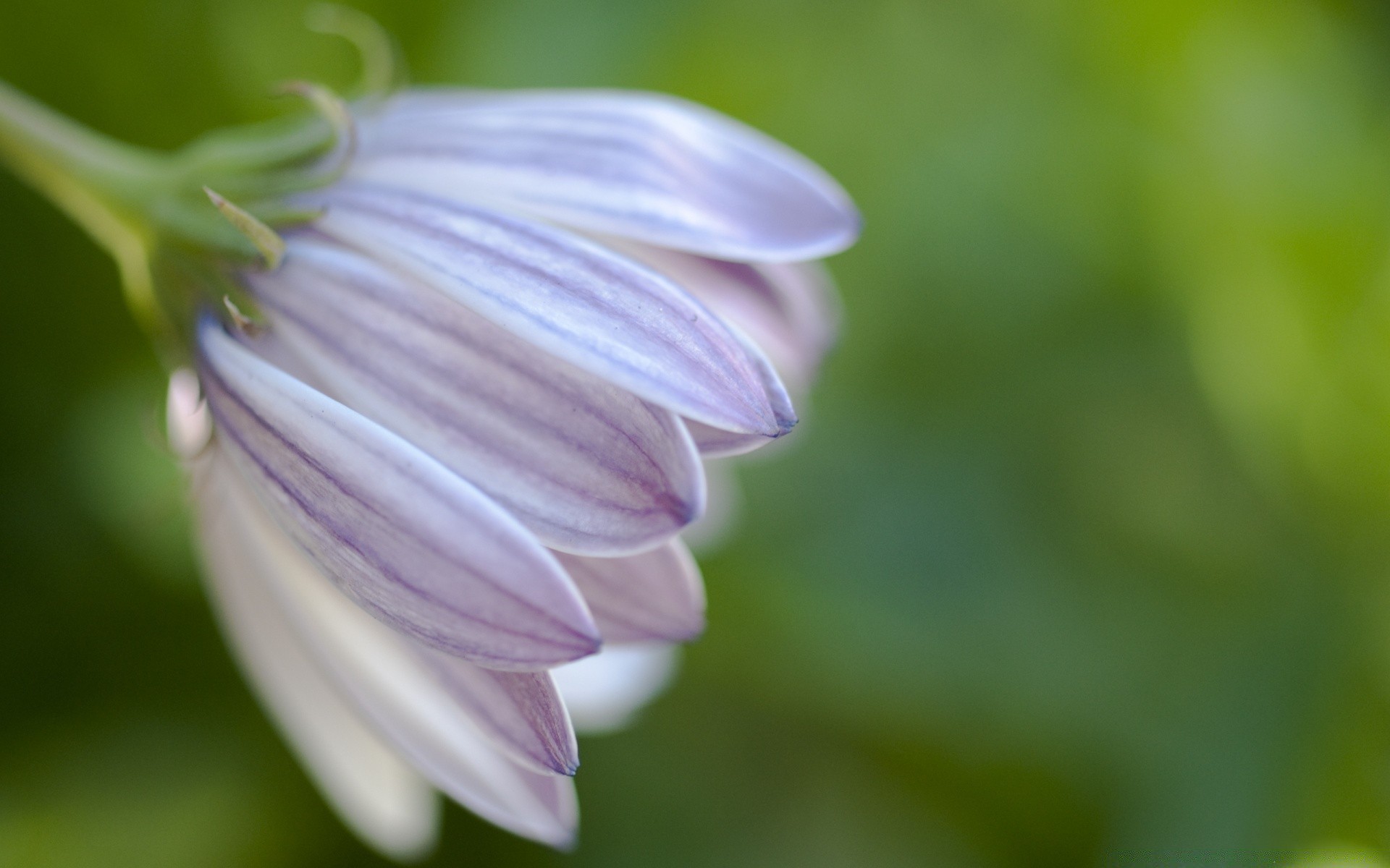 rośliny natura kwiat flora ogród liść lato zbliżenie kolor rozmycie jasny wzrost na zewnątrz