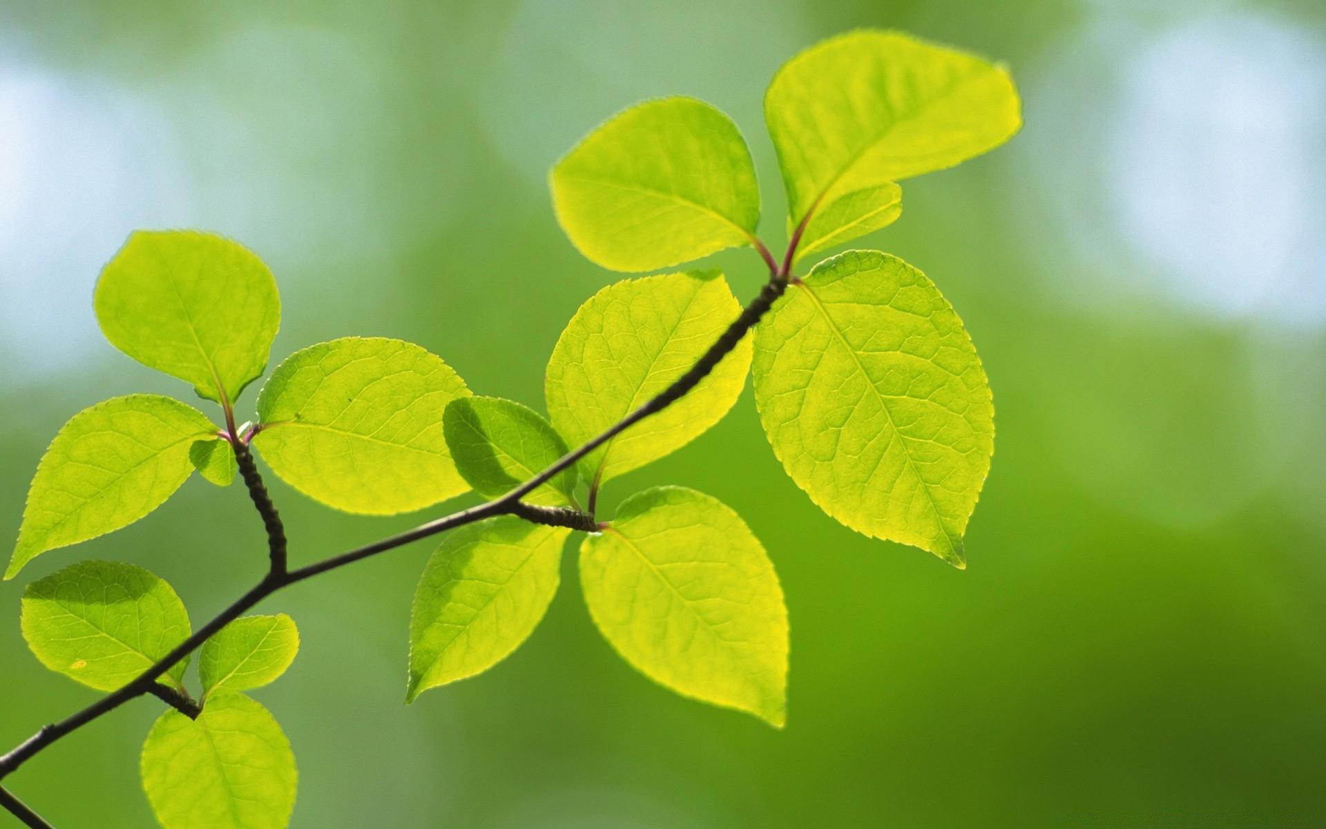 plantes feuille croissance flore nature environnement luxuriante jardin écologie été arbre gros plan