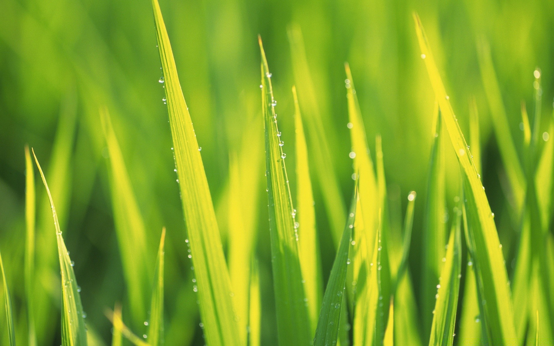 plantas crecimiento hoja hierba exuberante flora rocío césped naturaleza jardín ecología verano hoja amanecer al aire libre medio ambiente heno buen tiempo