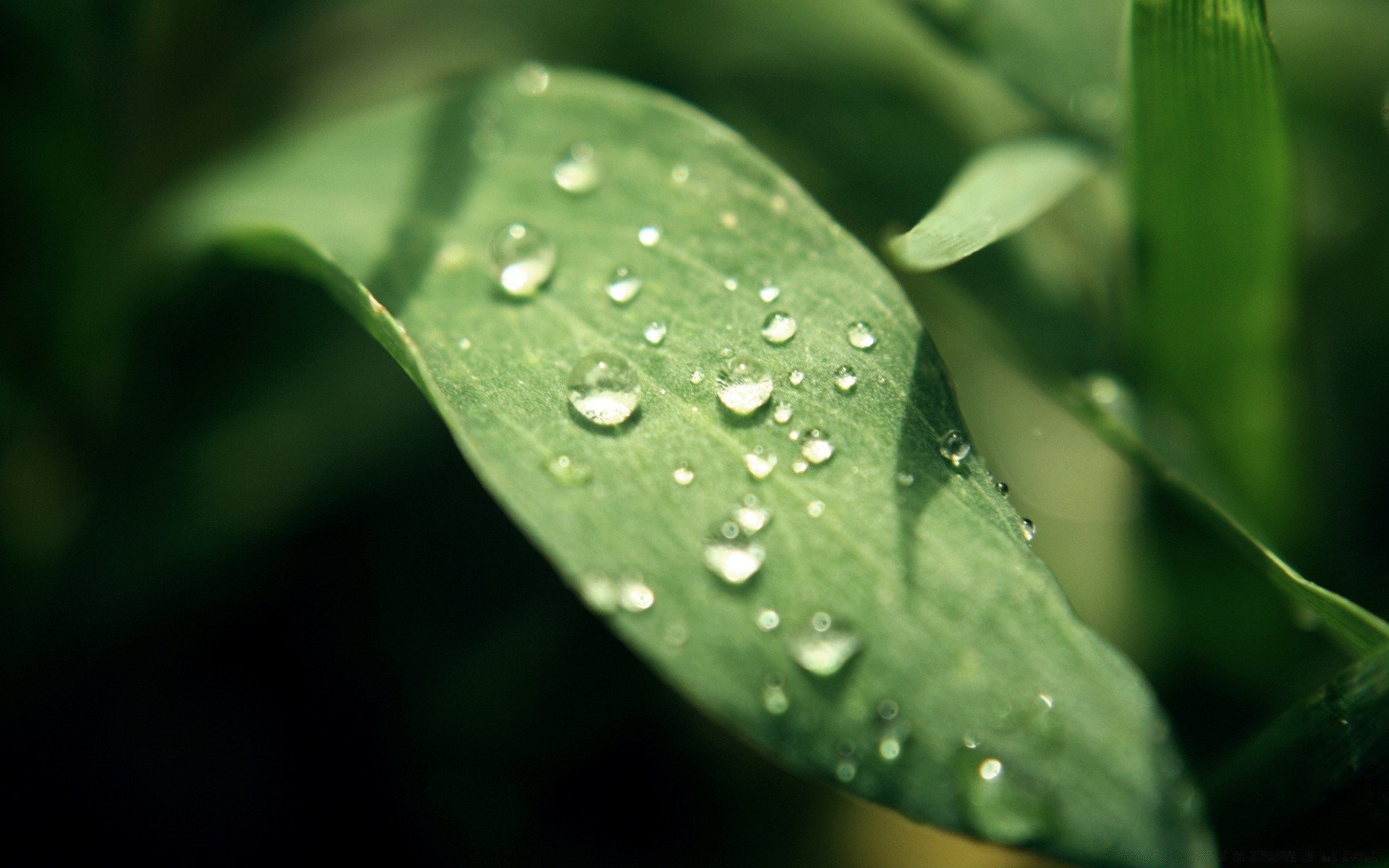 gouttelettes d eau pluie rosée feuille chute humide gouttes gouttes flore nature propreté eau croissance jardin dof environnement