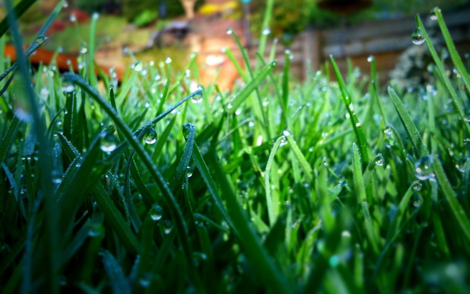 pflanzen gras rasen garten heu wachstum feld flora blatt hof üppig natur tau erde sommer klinge frische saison umwelt im freien