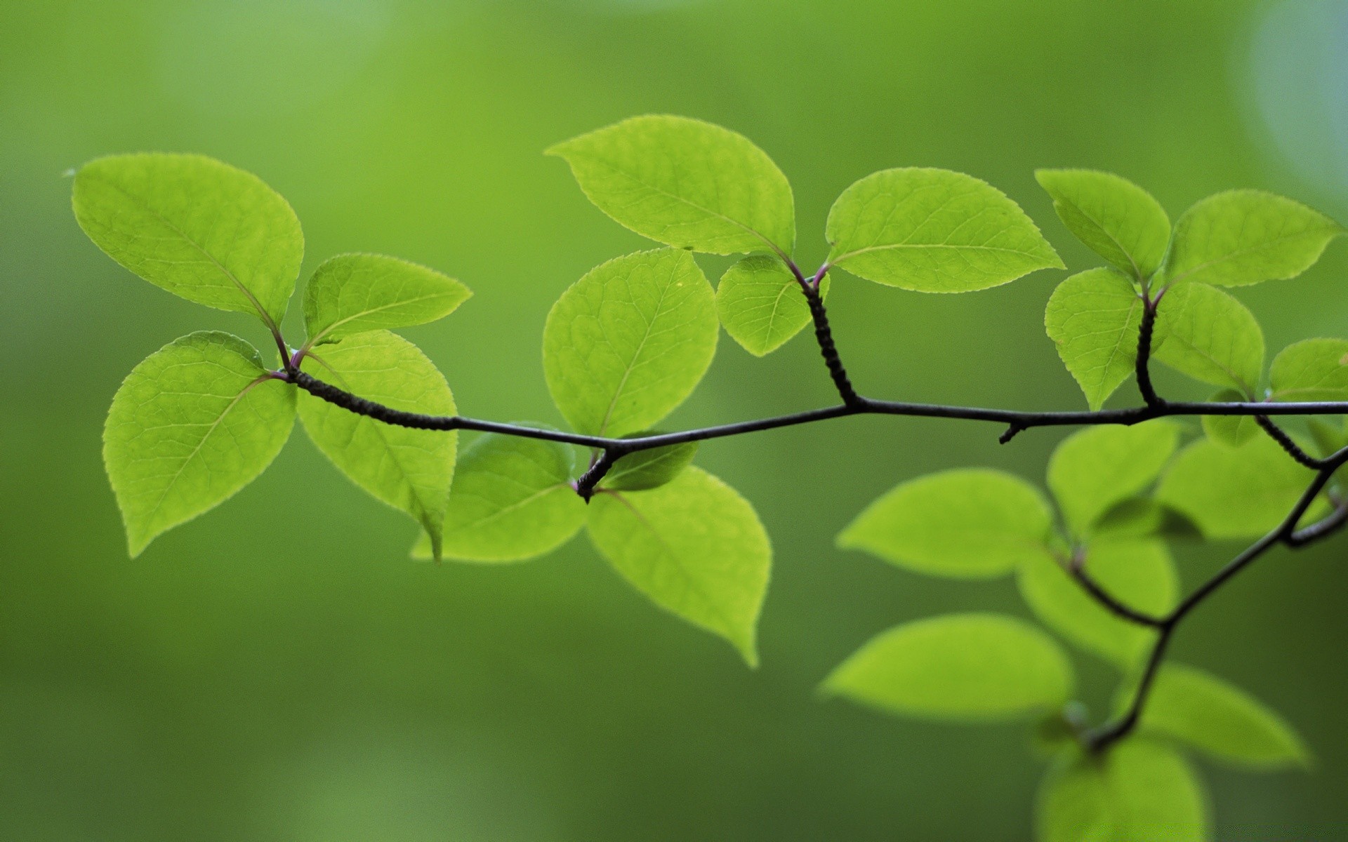 plantas hoja flora crecimiento naturaleza jardín medio ambiente exuberante verano árbol al aire libre ecología primer plano rama brillante frescura