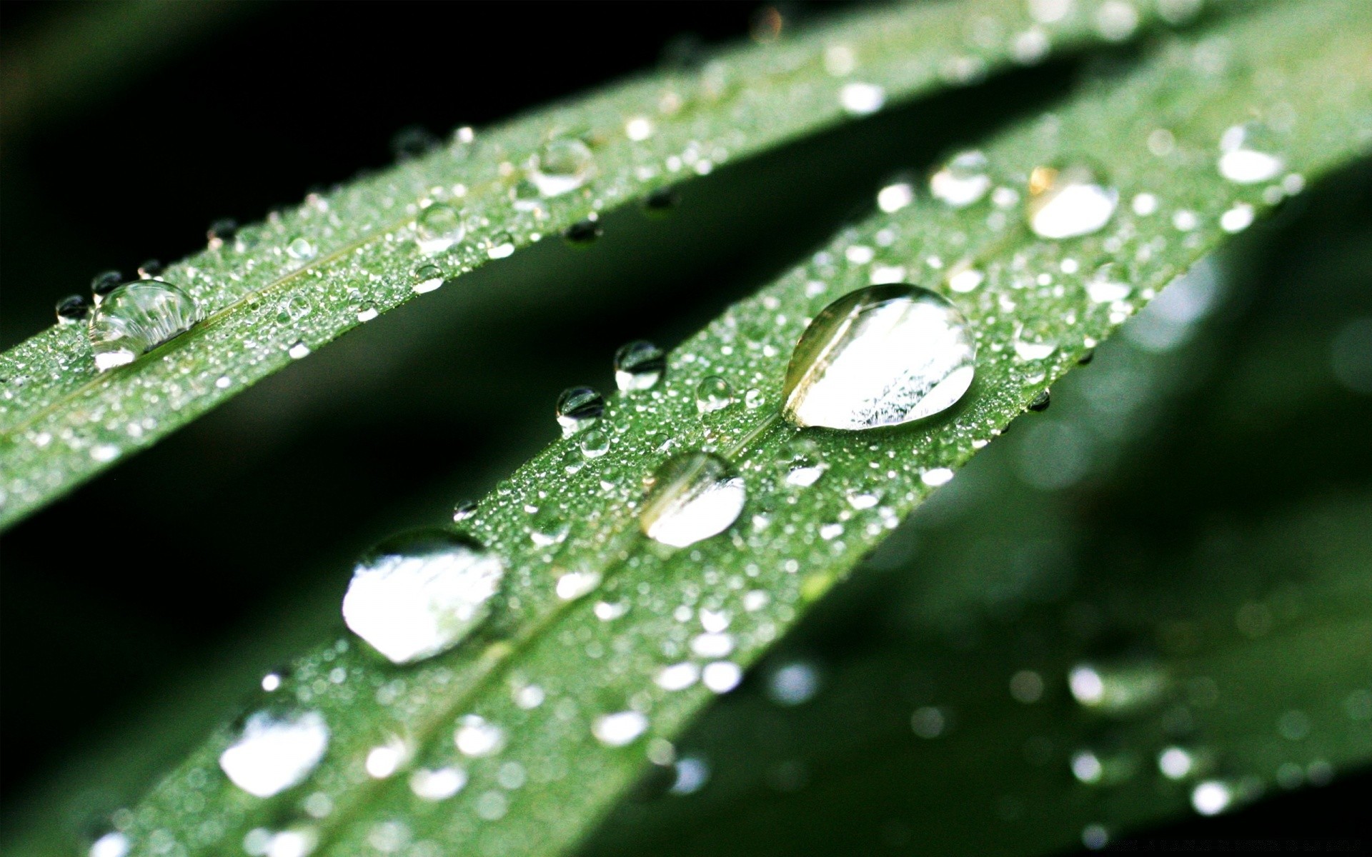 droplets and water rain dew drop droplet leaf wet raindrop water purity flora waterdrop growth liquid clean environment clear garden bubble