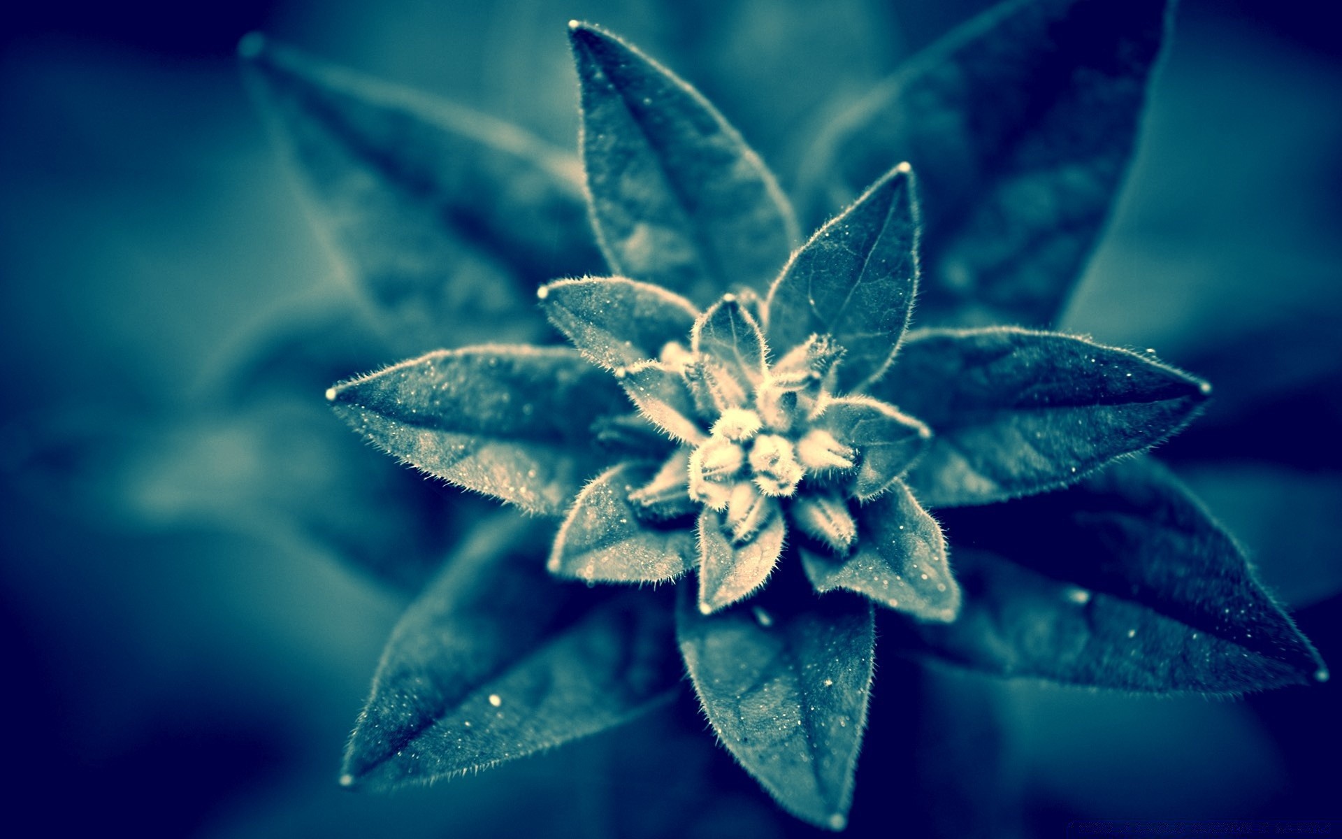 plants nature leaf flora desktop growth close-up tropical