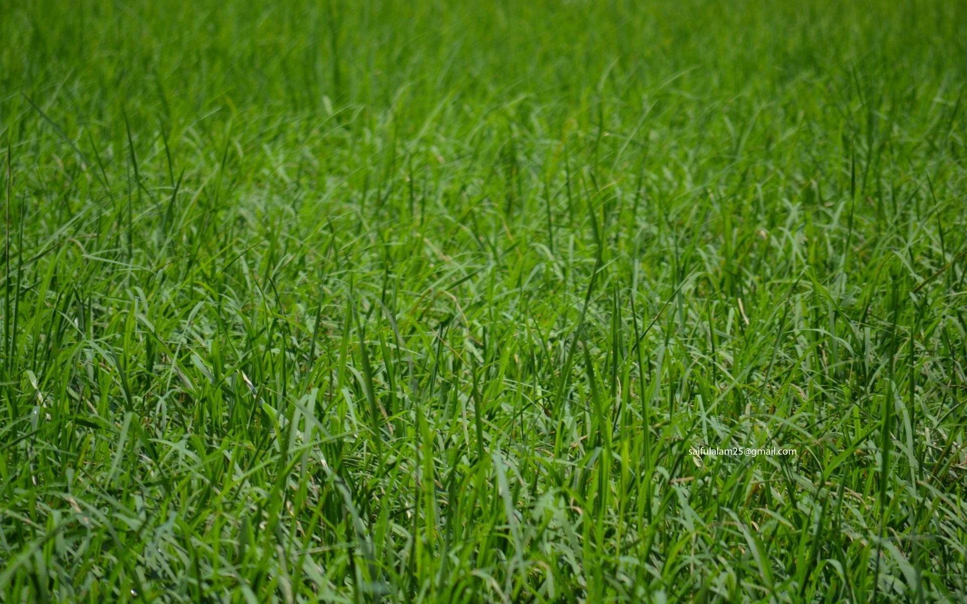 plantas grama crescimento campo gramado exuberante feno flora verão ambiente folha pasto relvado rural pasto agricultura solo natureza lâmina frescor fazenda