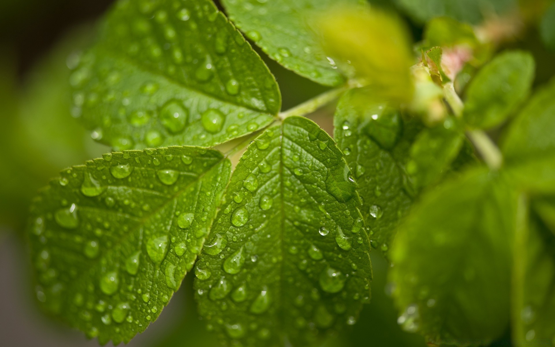 droplets and water leaf rain dew flora growth drop nature wet garden freshness raindrop droplet purity lush summer environment